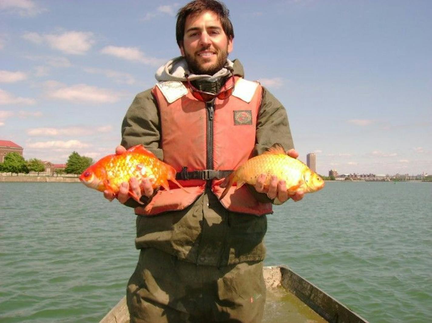 Large goldfish, such as these pulled from a regional waterway, are evidence that individuals are releasing aquarium fish in the environment.