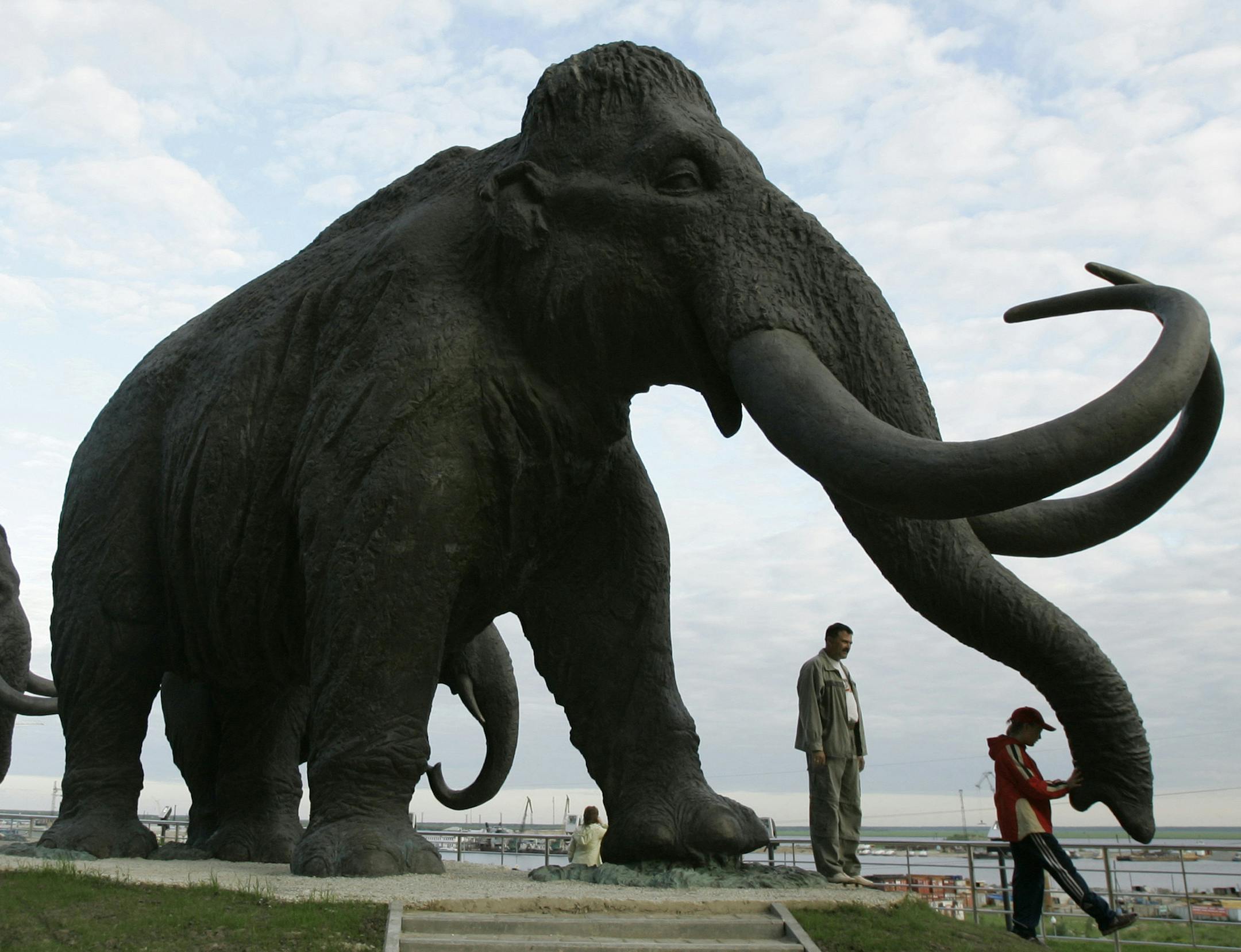 FILE - In this June 28, 2008 file photo a sculpture of mammoths is seen in the Siberian town of Khanty-Mansiisk, 2000 kilometers (1250 miles) east of Moscow, Russia. A Russian university said Tuesday that an international team of scientists have discovered well-preserved frozen woolly mammoth fragments deep in Siberia that may contain living cells, edging a step closer to the possibility of cloning the prehistoric animal. (AP Photo/Dmitry Lovetsky,File)