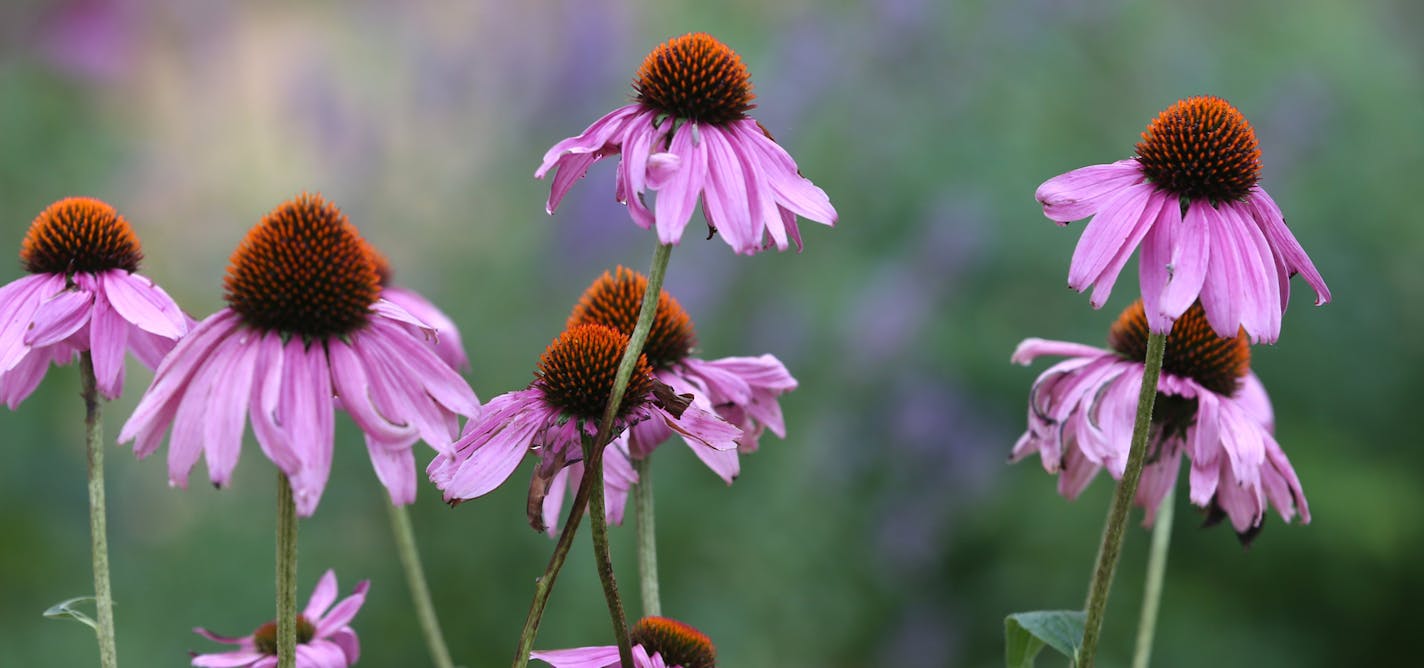 Flowers bloomed in the butterfly gardens infront of the Minnesota Valley Wildlife Refuge, in Bloomington on 7/30/13.] Bruce Bisping/Star Tribune bbisping@startribune.com