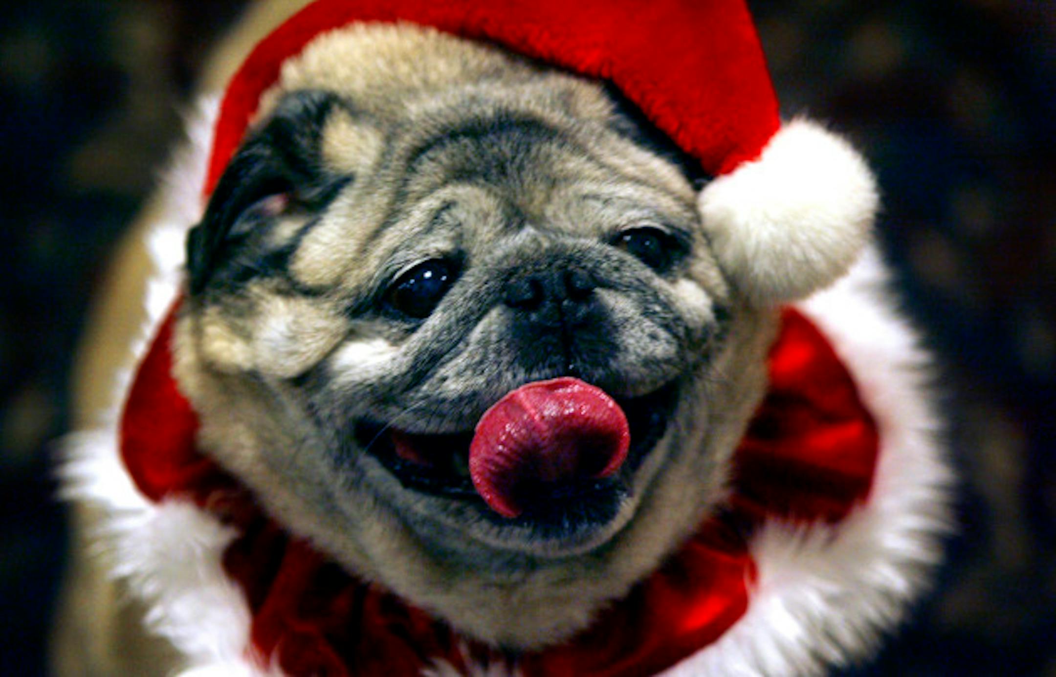 JEFFREY THOMPSON \u2022'jthompson@startribune.com New Hope, MN - Dec. 25, 2007 - 00000990A] Franco, a Pug, was one of several therapy dogs that visited Saint Therese Home of New Hope and Oxbow Lake Tuesday, Dec. 25, 2007.