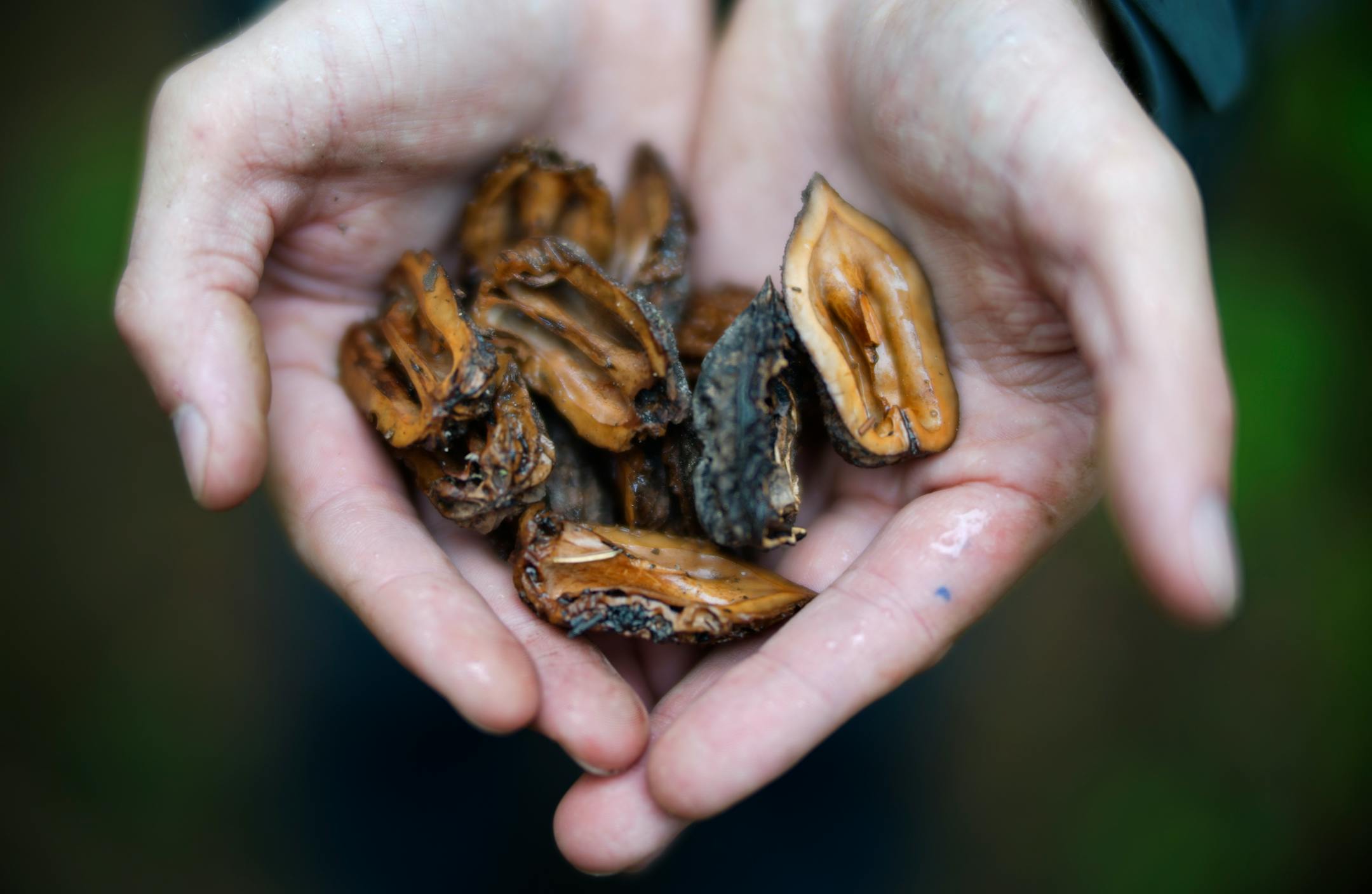Seed shells of the butternut.