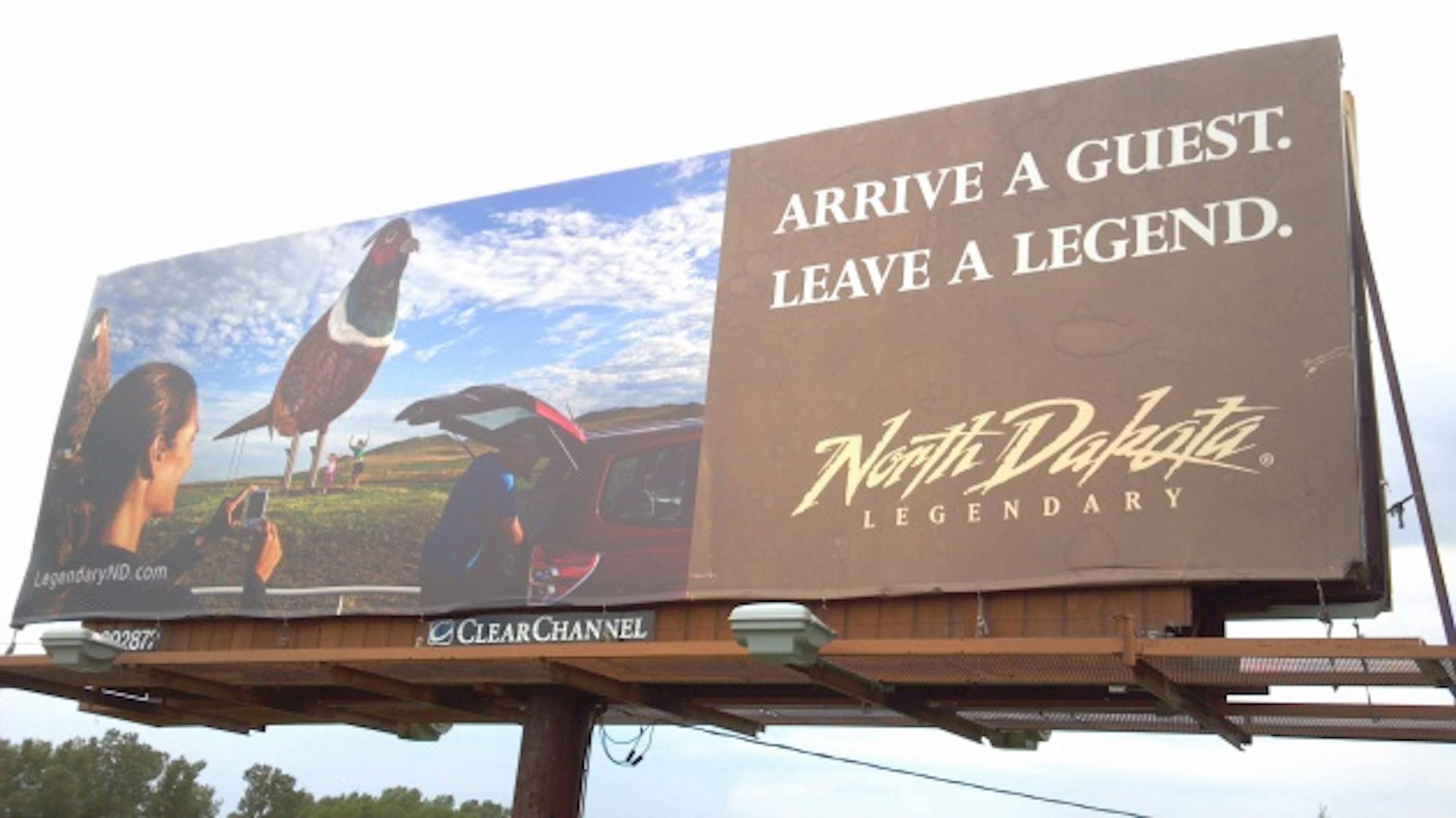 Everywhere I look, I see pheasants