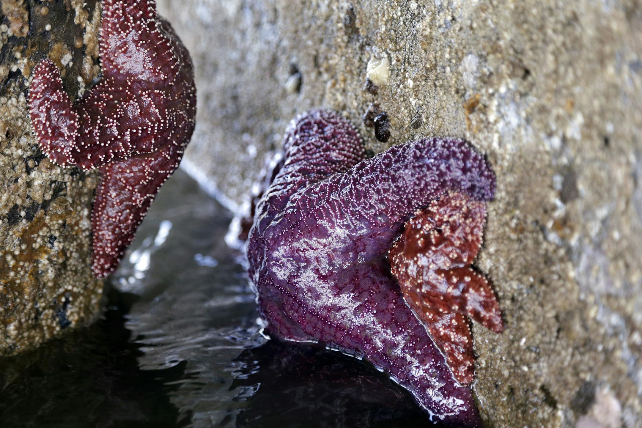 FILE - In this April 9, 2015 file photo, several sea stars cling to a concrete piling on Washington’s Hood Canal near Poulsbo, Wash. Researchers in Oregon and Northern California are finding that droves of baby sea stars are returning to the shores after whole populations of starfish along the West Coast were decimated by a wasting disease over the last two years. (AP Photo/Elaine Thompson, File)