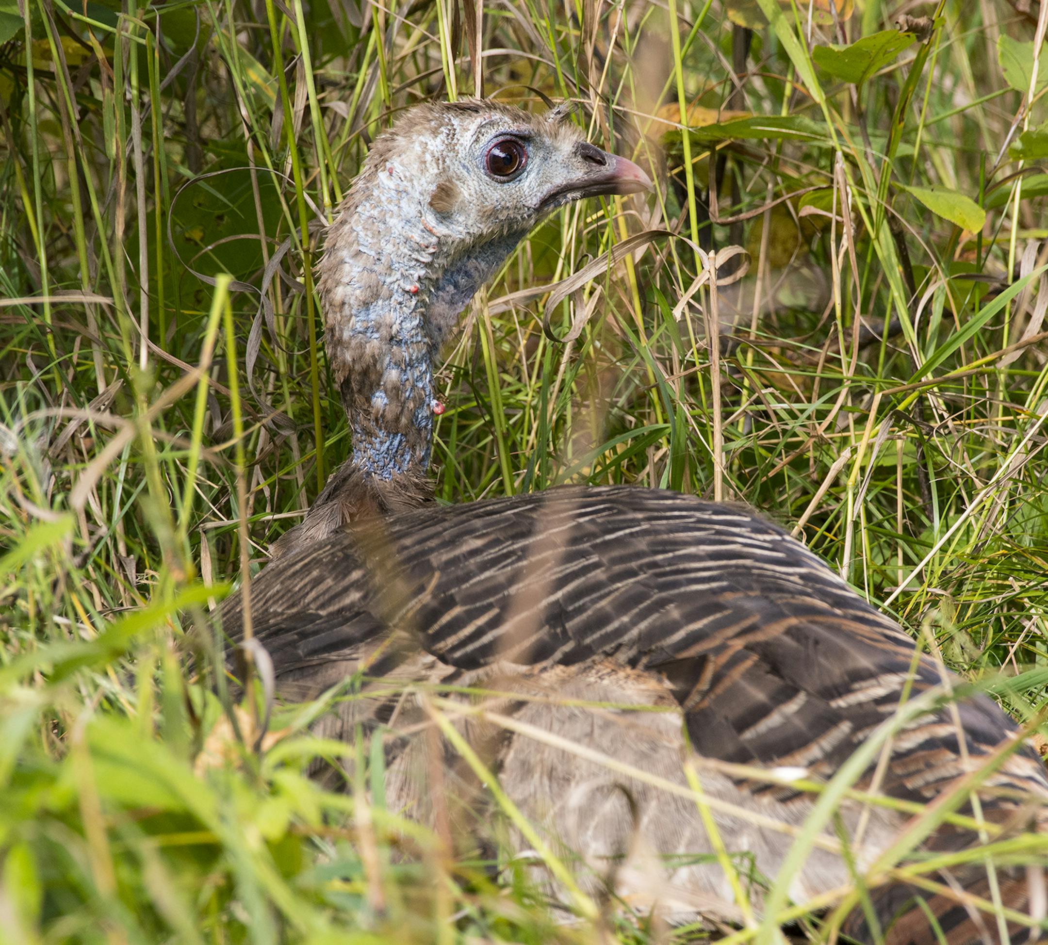 The reason this wild turkey hen continues to incubate eggs this late in the is unknown. For sure the late nesting is unusual.