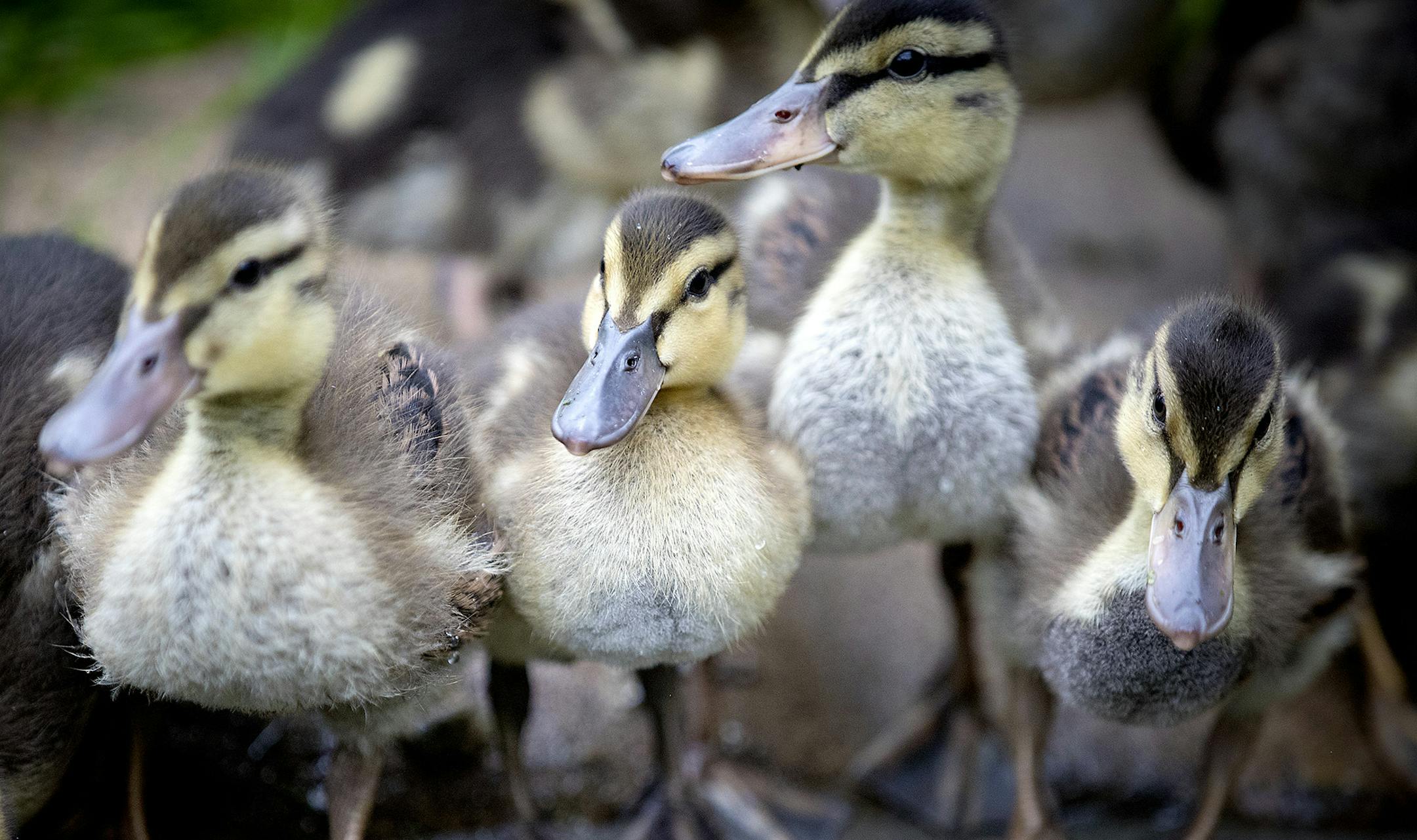 Orphaned ducks that are cared for on a piece of land donated by Inver Grove heights landowner Vance Grannis Jr., waited to be fed, Thursday, May 18, 2017 in Inver Grove Heights, MN. ] ELIZABETH FLORES &#xef; liz.flores@startribune.com