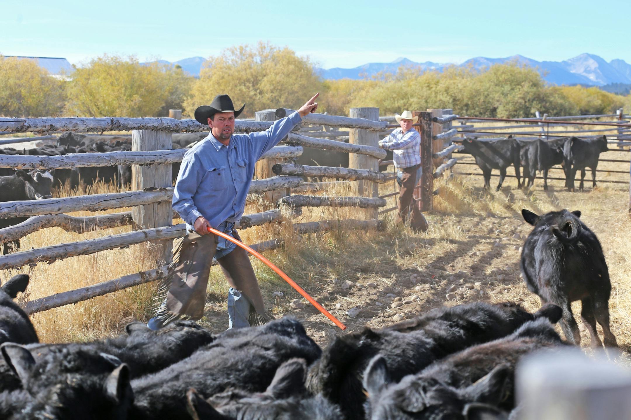 Rancher Clay Peterson of rural Wisdom, Mont., separates bull calves from heiffers after driving the livestock with their mother cows down from the mountains to winter in the valley below. The calves were vaccinated after been run into a handling chute, and the bull calves were castrated.