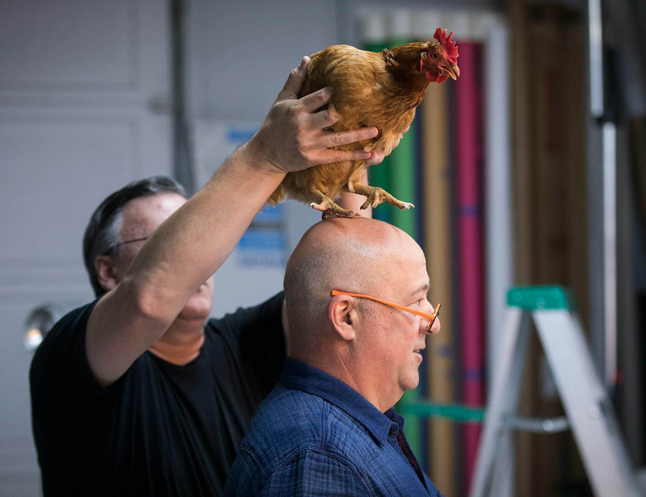 Steve Hoffman helped place "Strawberry" the hen on Andrew Zimmern's head for a photoshoot for a Midwest Living story at photographer Steve Henke's studio in Golden Valley, Minn., in Golden Valley, Minn., on Friday, May 26, 2017.