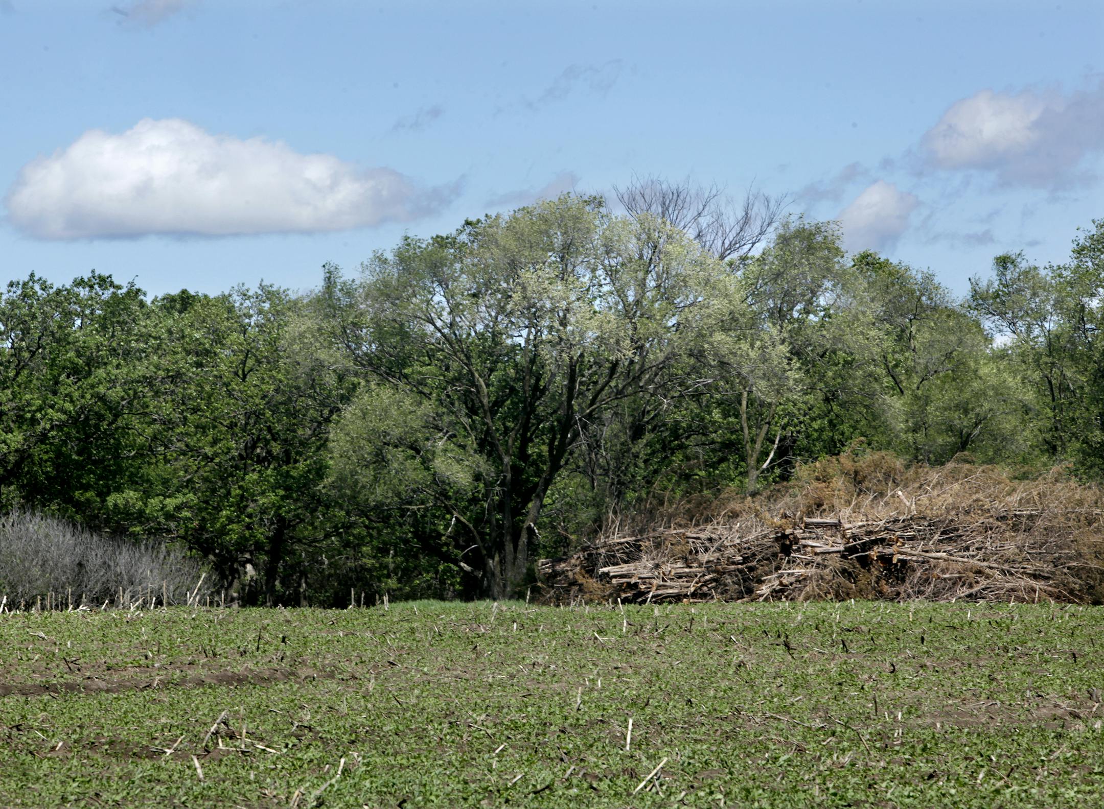 Buckthorn has been cleared from the Anoka Nature Preserve, A huge pile of buckthorn and other invasive plants is lying in a corn field in the Anoka Nature Preserve, waiting to be ground into mulch. Anoka, MN on May 312, 2013. JOELKOYAMA‚Ä¢joel koyama@startribune.com MAGIC SAXO NUMBER IS 629660 Half-a-mile north of Anoka High School lie the remains of one of the great eco-battles in the metro area in recent years. Stacks of buckthorn and other invasive plants -- covering an area