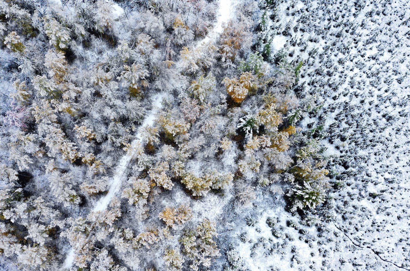 A grove of maple and aspen trees are coated with snow near Canyon, Minn., Friday, Oct. 5, 2018, after about two inches of wet snow fell overnight, coating the trees and mixing with fall colors. (Brian Peterson/Star Tribune via AP)