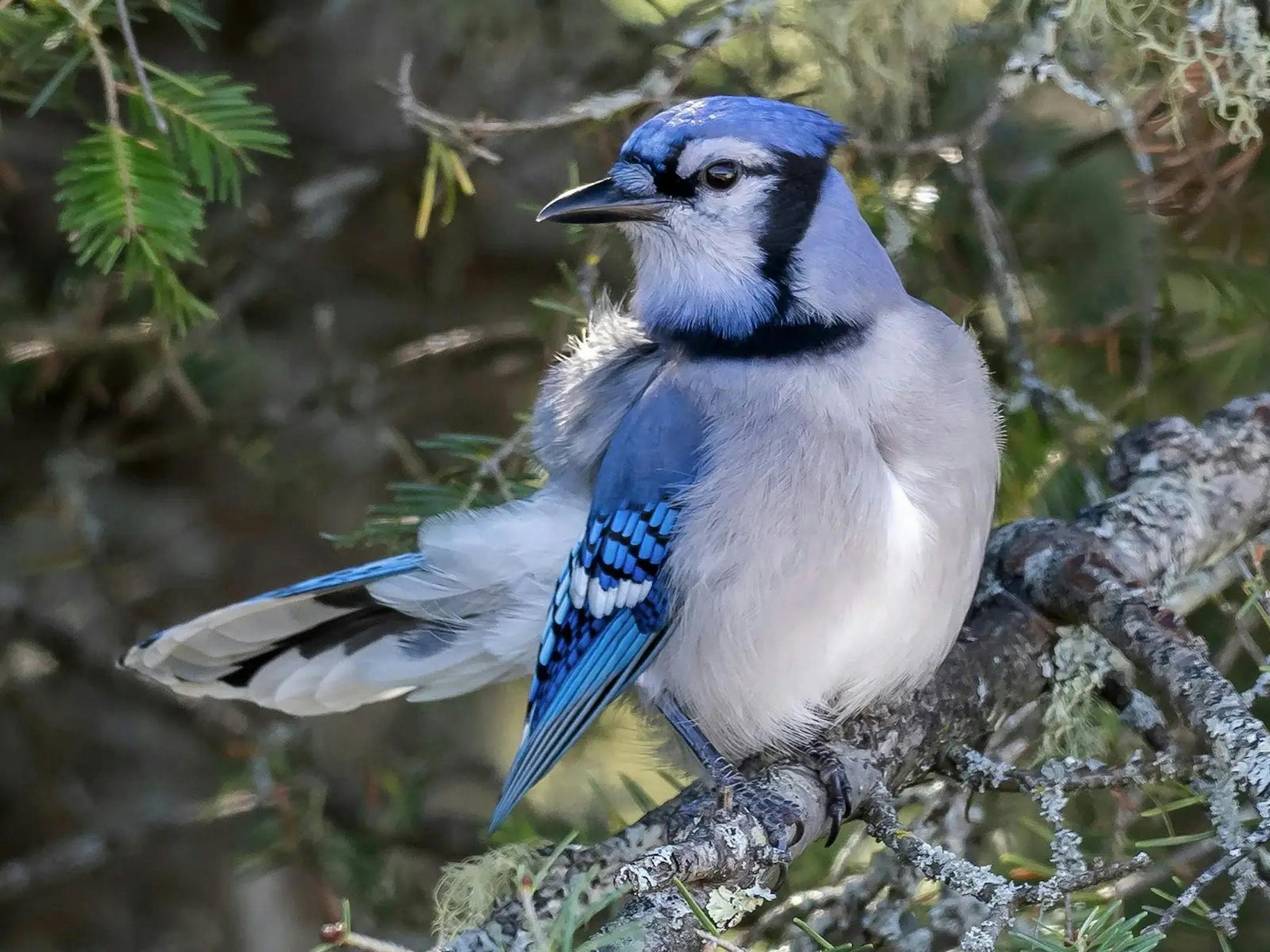 A blue jay perches on a tree branch