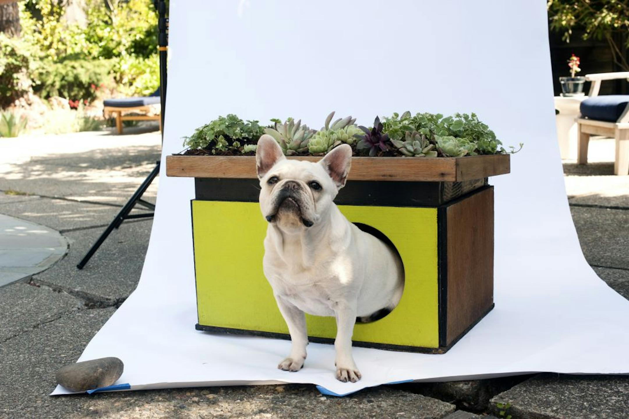 Hugo, a French bulldog, with his eco-doghouse that has a succulent garden, in Mill Valley, Calif., June 24, 2012. Pet owners are spending hundreds and even thousands of dollars on customized doghouses, but the dogs don't always use them.