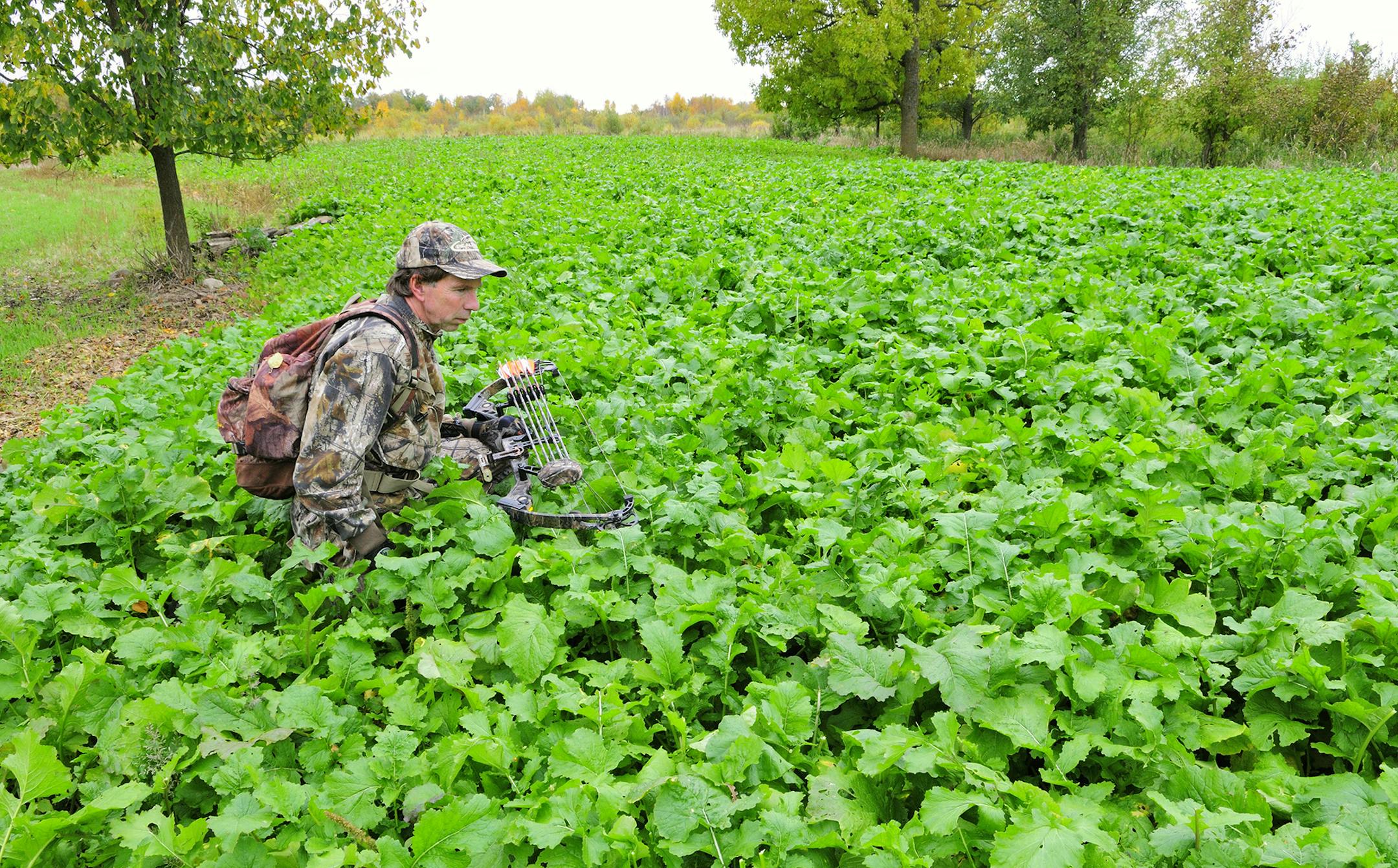Planting wildlife foods plots like this lush one acre plot of brassicas allows a landowner to become closer to nature.