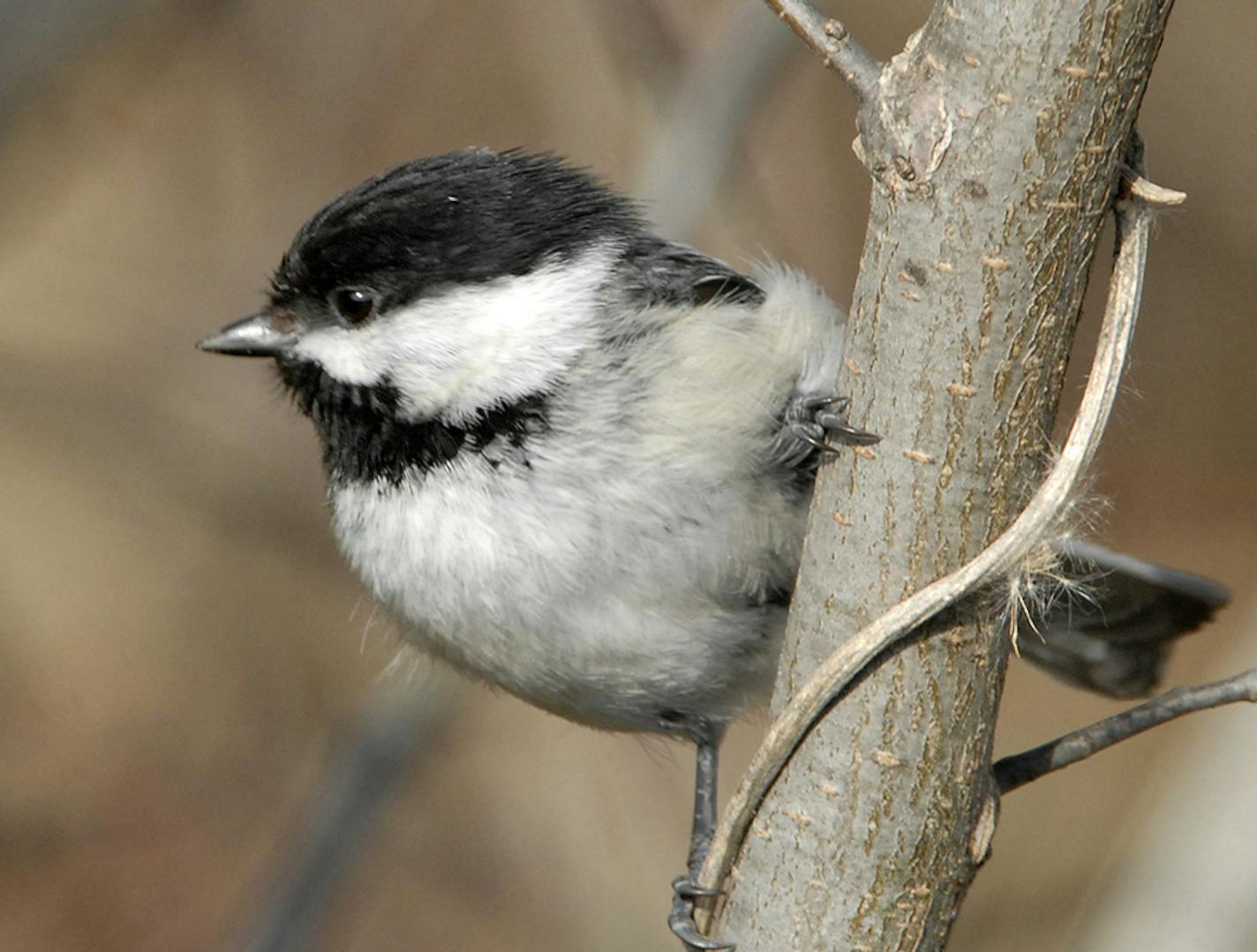 black-capped chickadee
credit Jim Williams