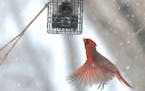 A cardinal, watched by a pine siskin, flutters to a feeder.