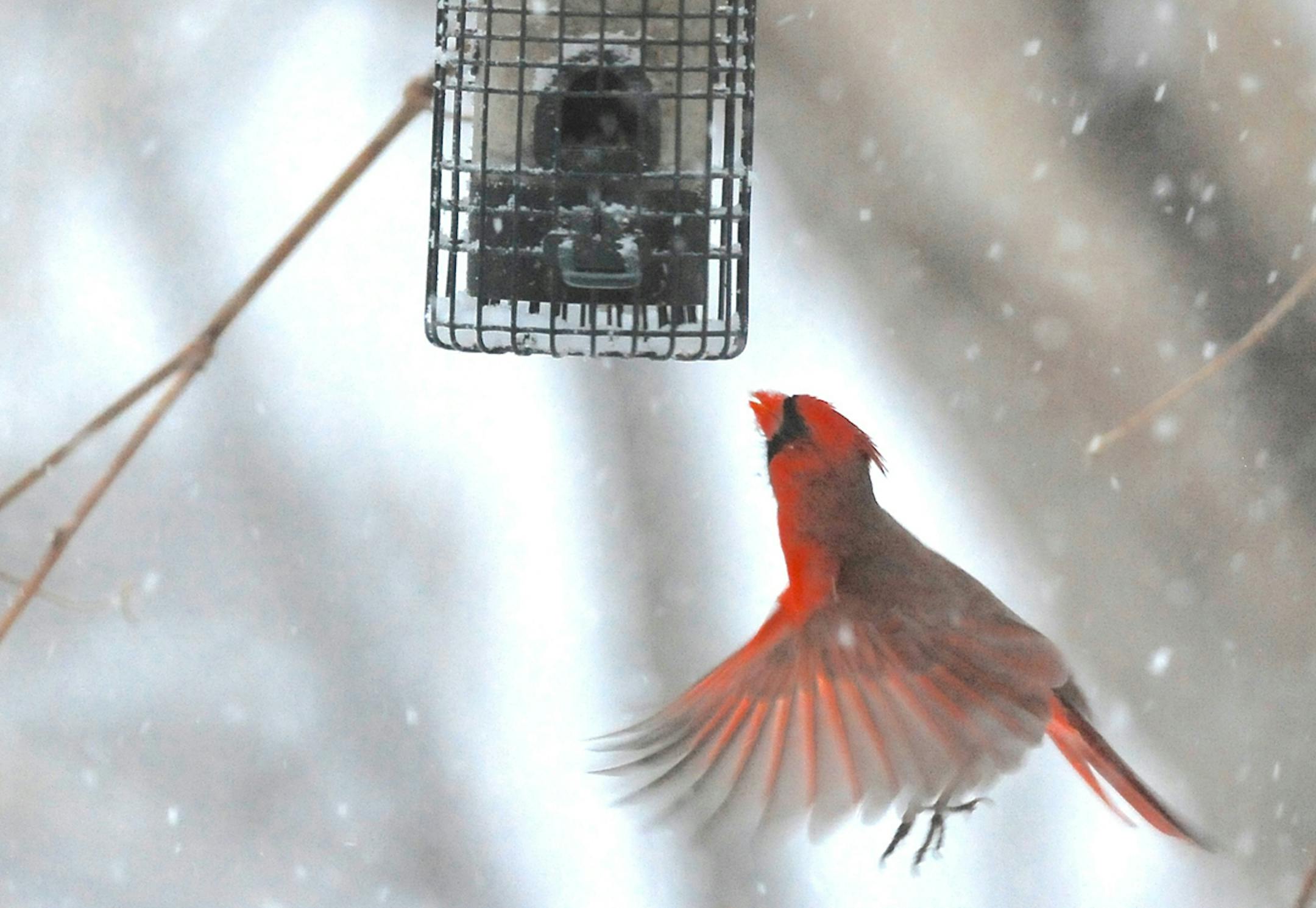 A cardinal, watched by a pine siskin, flutters to a feeder.