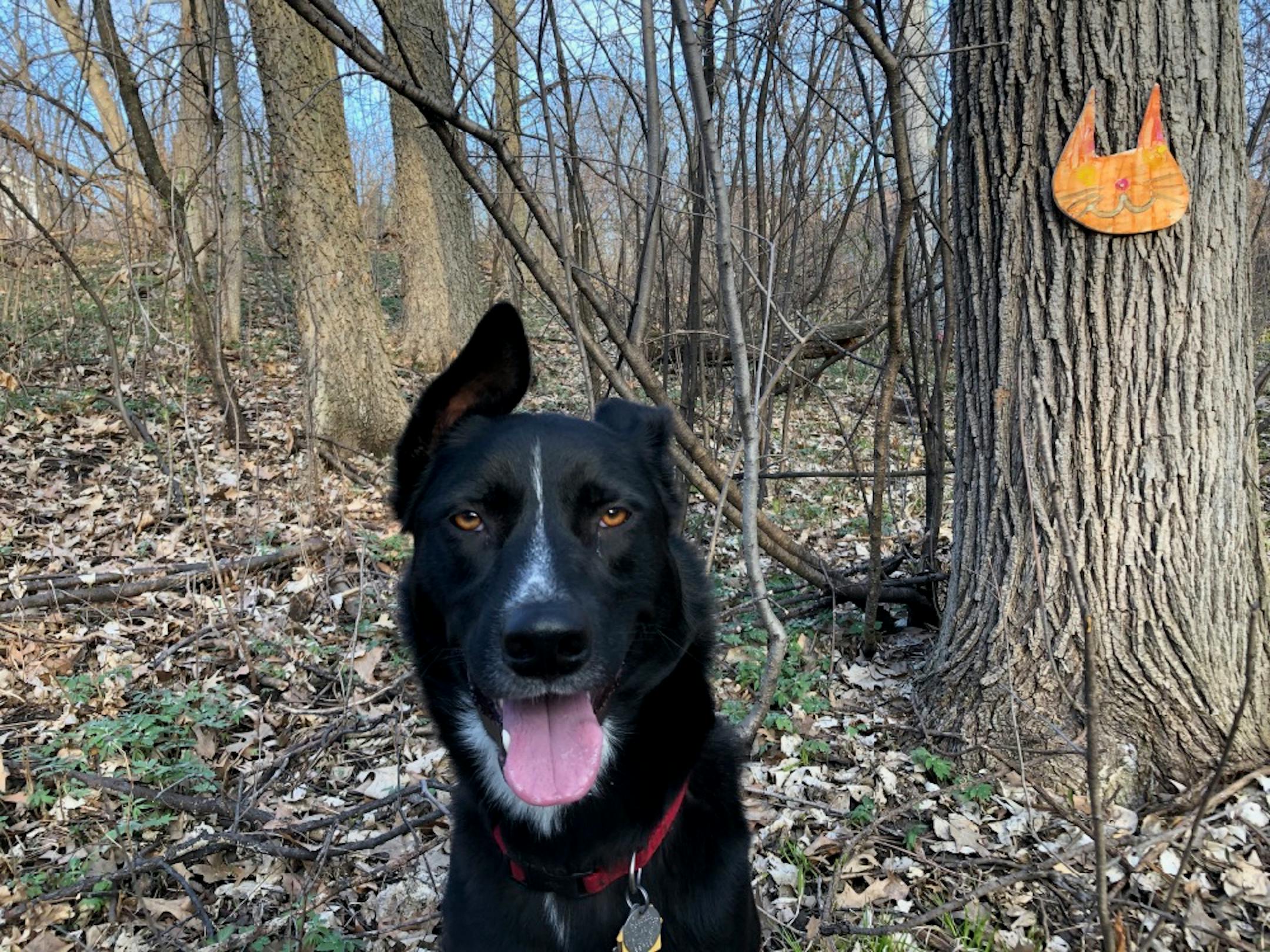 Neighborhood children have decorated some of the trees in the wooded area where we walk.