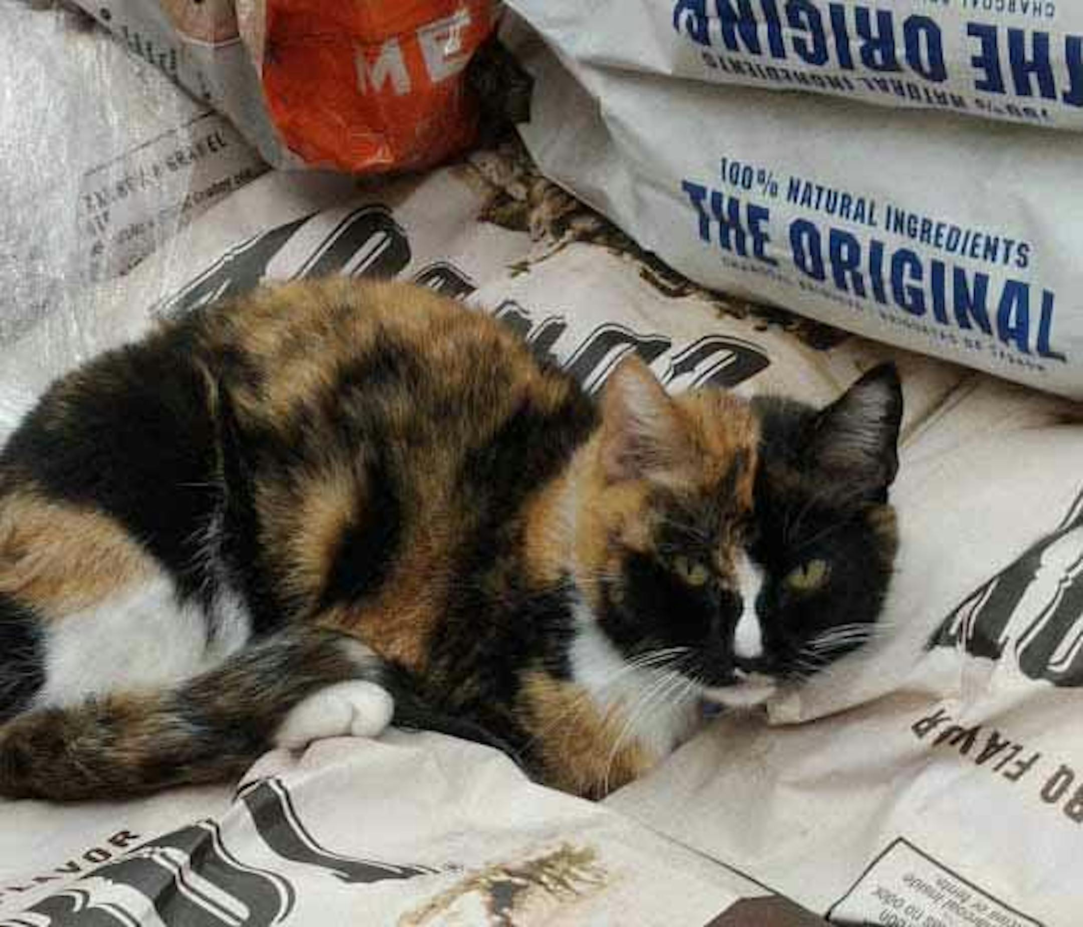 Bolt is a shop cat at Hudson Hardware (Julie Kendrick/Special to the Star Tribune)
