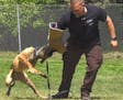 Seventeen police canines and their human partners graduated from St. Paul's K-9 training program. A program featuring obedience, agility and suspect a