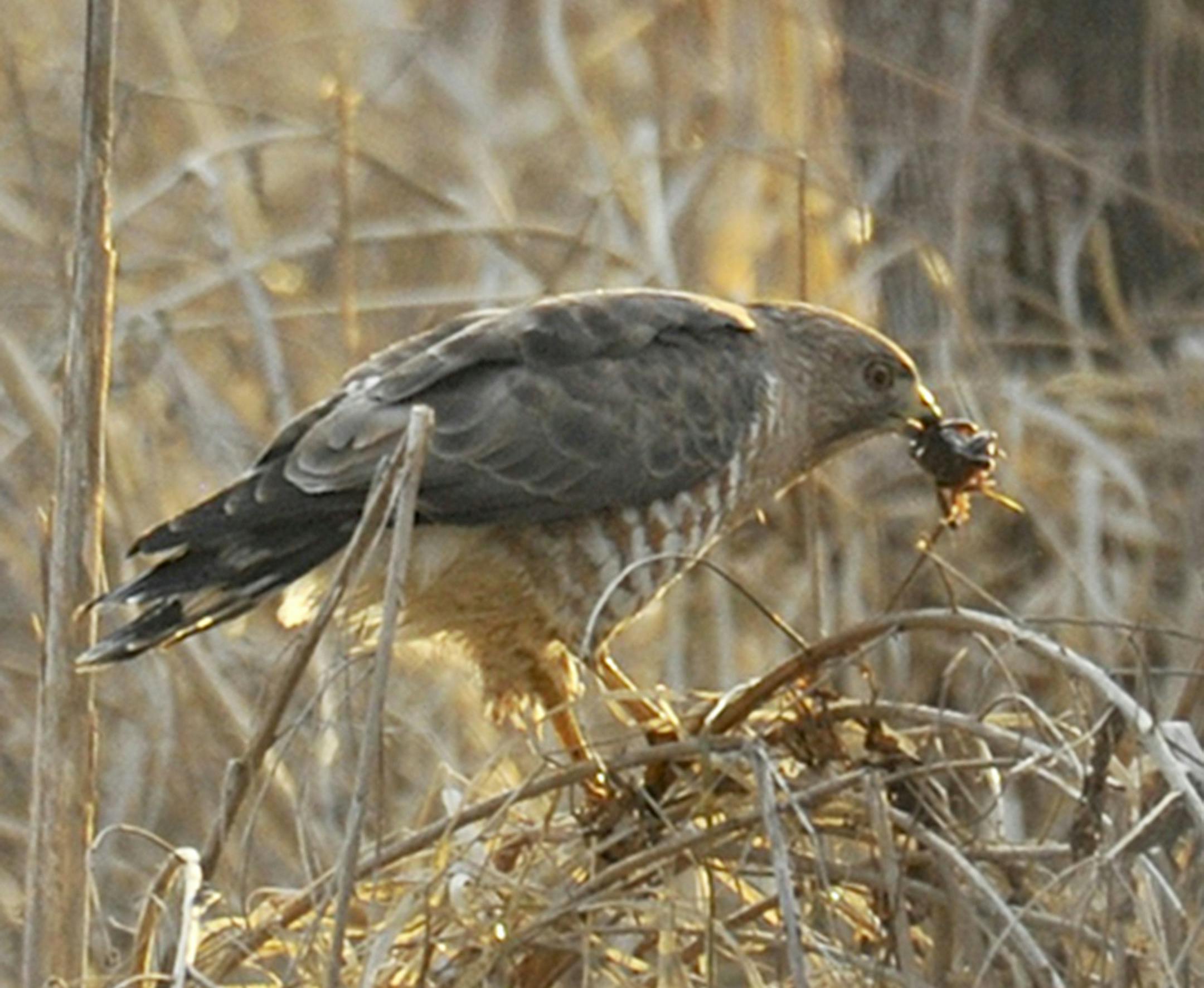 Broad-winged Hawk with wood frog. credit: Jim Williams