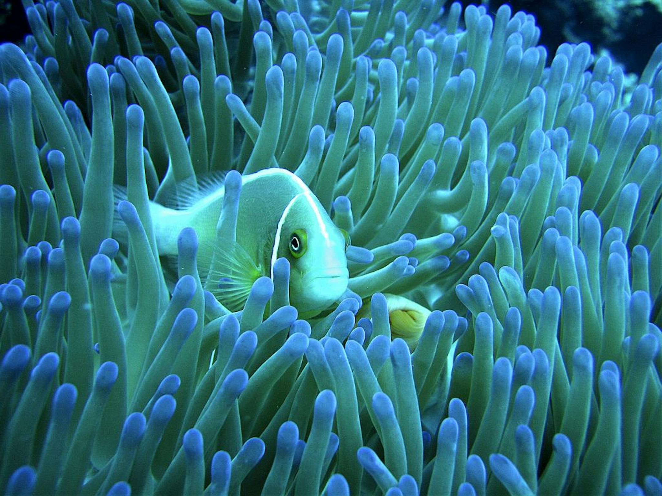 a clown fish, also known as the anemone fish, lives among the protective and poisonous embrace of his host, a sea anemone. The clown fish has a mucous coating that protects him from the tentacles.