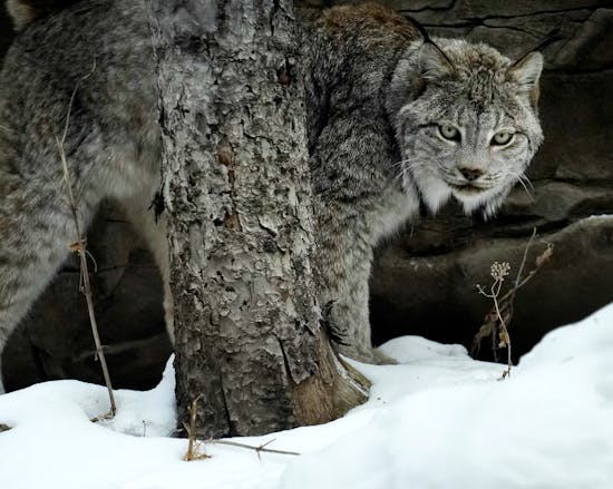 Minnesota will restrict snare and leghold traps to protect rare Canada lynx  in Arrowhead