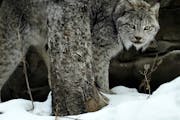 Lena, a 14-year-old Canada lynx, gazed out from her enclosure at the Minnesota Zoo last year in Apple Valley.