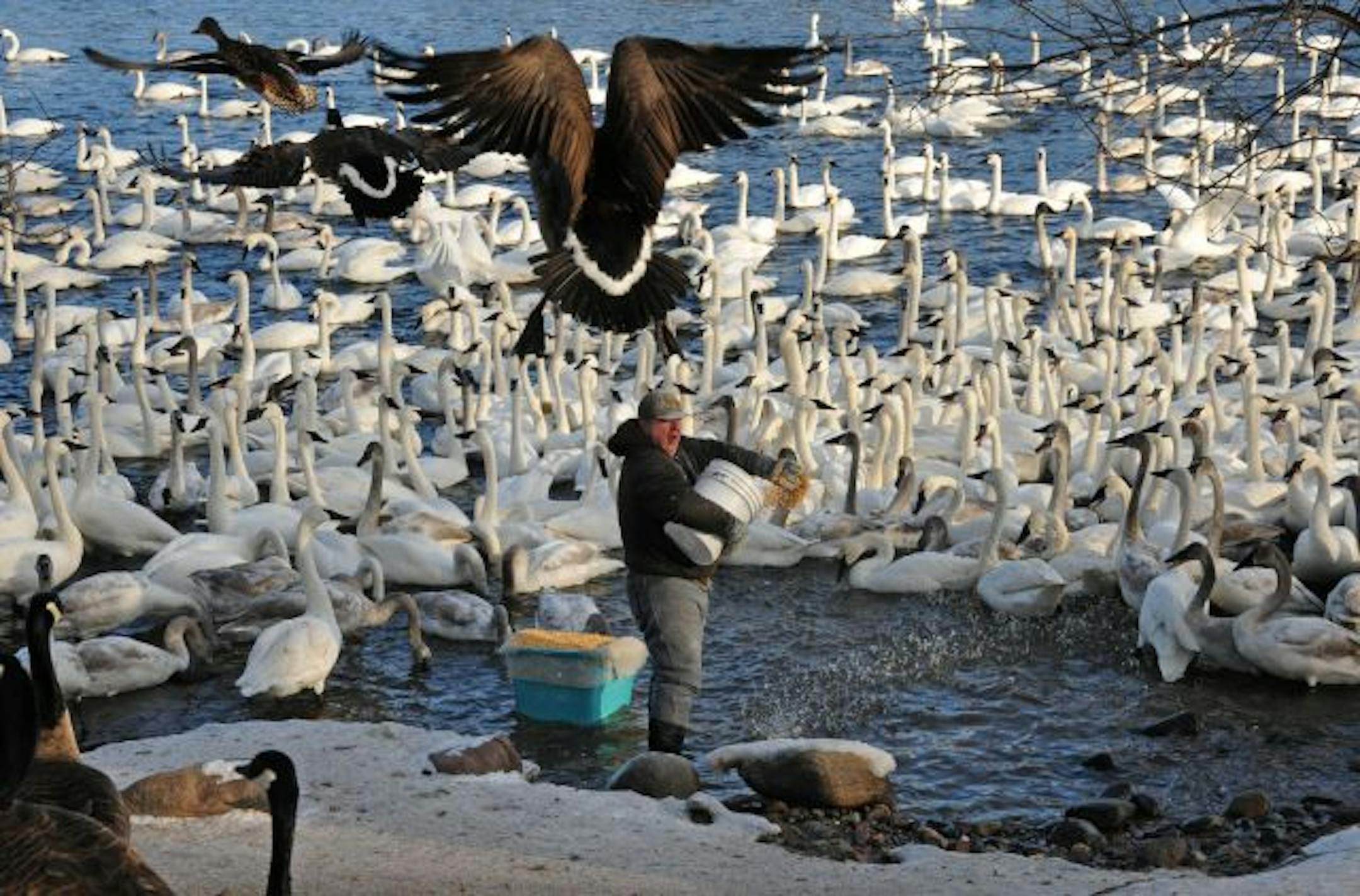 Jim Lawrence feeds 1,700 pounds of corn to 2,000 trumpeter swan that gather on the river at Monticello in the open water created by the Monticello Nuclear Power Plant. It is one of the largest congregations of trumpeter swan in the world. In Minnesota the trumpeter swan was hunted to extinction, but today It has made a very dramatic come back thanks in part to Sheila and Jim Lawrence and their feeding program.