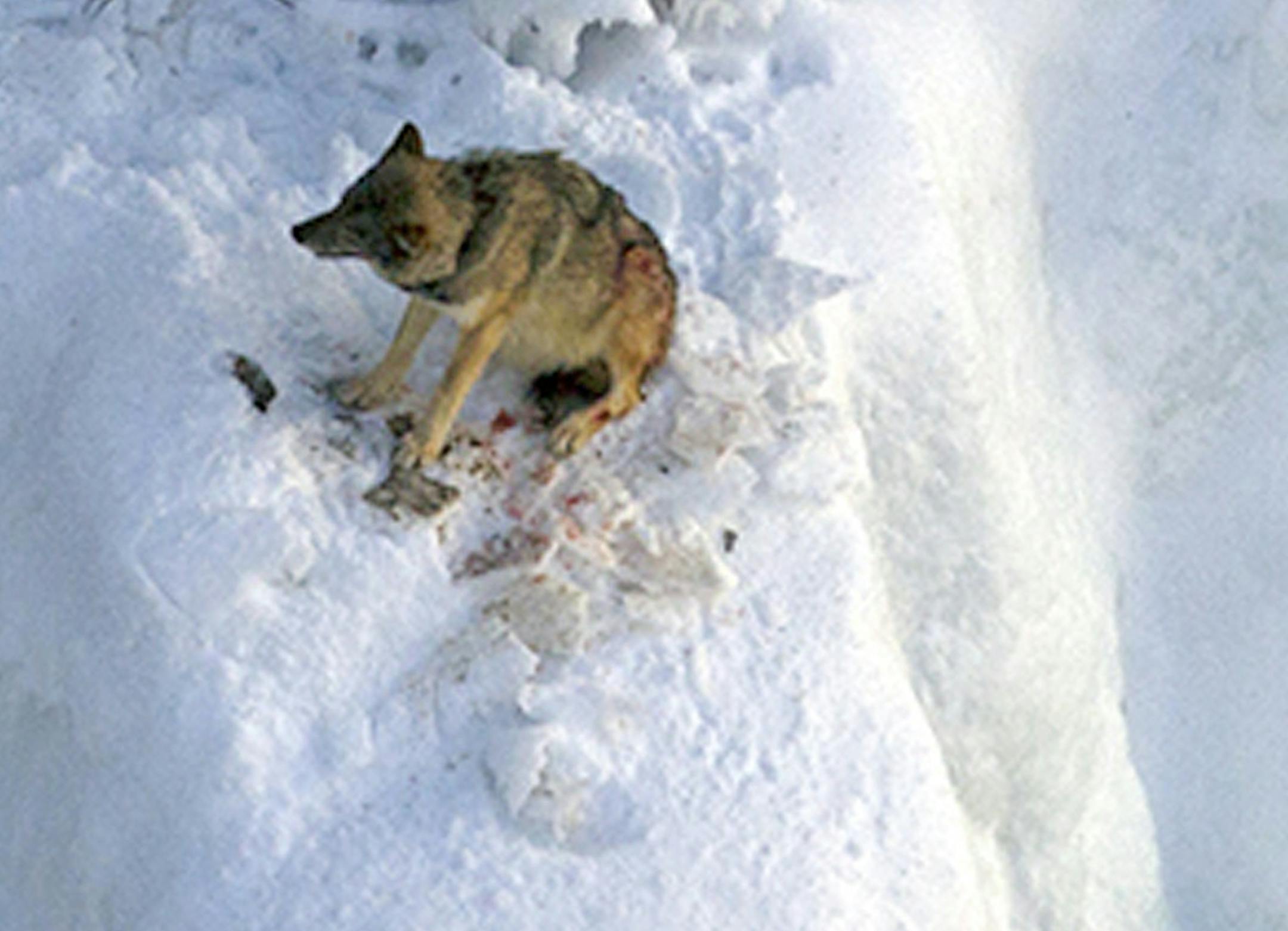 In this 2013 photo provided by Rolf Peterson one of the few remaining gray wolves on Isle Royale, Isabelle, talkes refuge on an icy bluff over Lake Superior to lick her wounds after being attacked by other wolves. During this winter's prolonged deep freeze, Isabelle escaped from the island to the mainland across the frozen surface of of Lake Superior. Scientists said Tuesday, Feb. 25, 2014 that the five-year-old female gray wolf was found dead earlier this month along the shoreline on the Grand