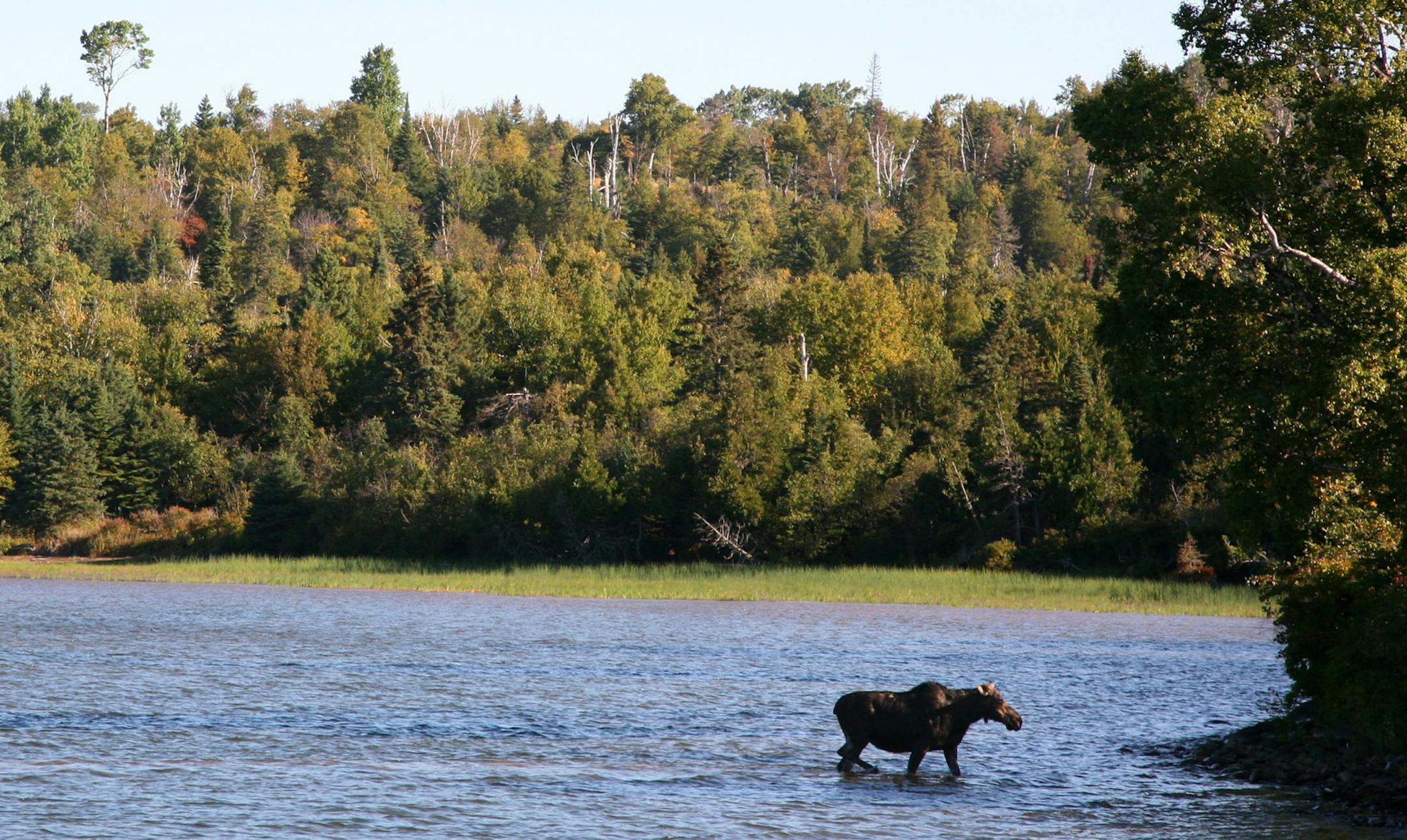 Cow moose on east end of Isle Royale, near Windigo Ranger Station.