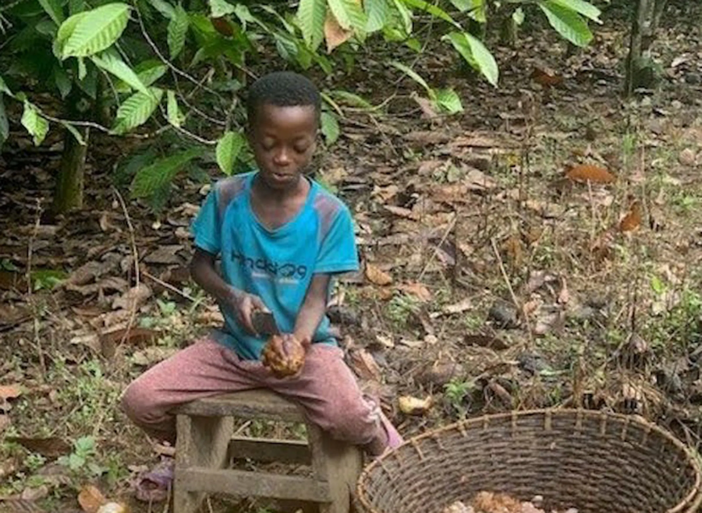 Lawsuit targets Cargill, food makers for child labor in cocoa supply