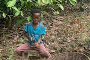 A 10-year-old works on a cocoa plantation in Ghana that a lawsuit alleges supplies cocoa to Minnetonka-based Cargill.