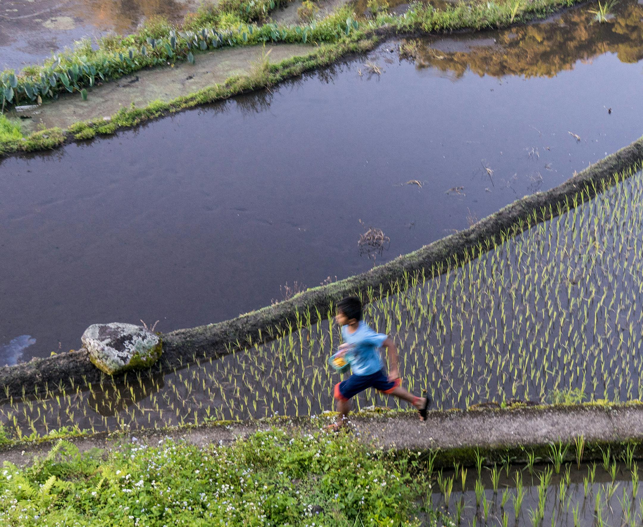 Thanks for offering to print one of my photoís from my trip to the Philippines in the StarTribune. Feel free to edit my comments. I travel to Asia frequently as my wife is originally from Malaysia. I try to take side trips - this was my first time to the Philippines. To answer your questions: My name is Brad Benson - from Minnetonka, Minnesota The photo was taken in Batad Rice Terraces, near Banaue, Ifugao, Philippines. (Ifugao is the province). The photo is of a young boy from Batad who wa