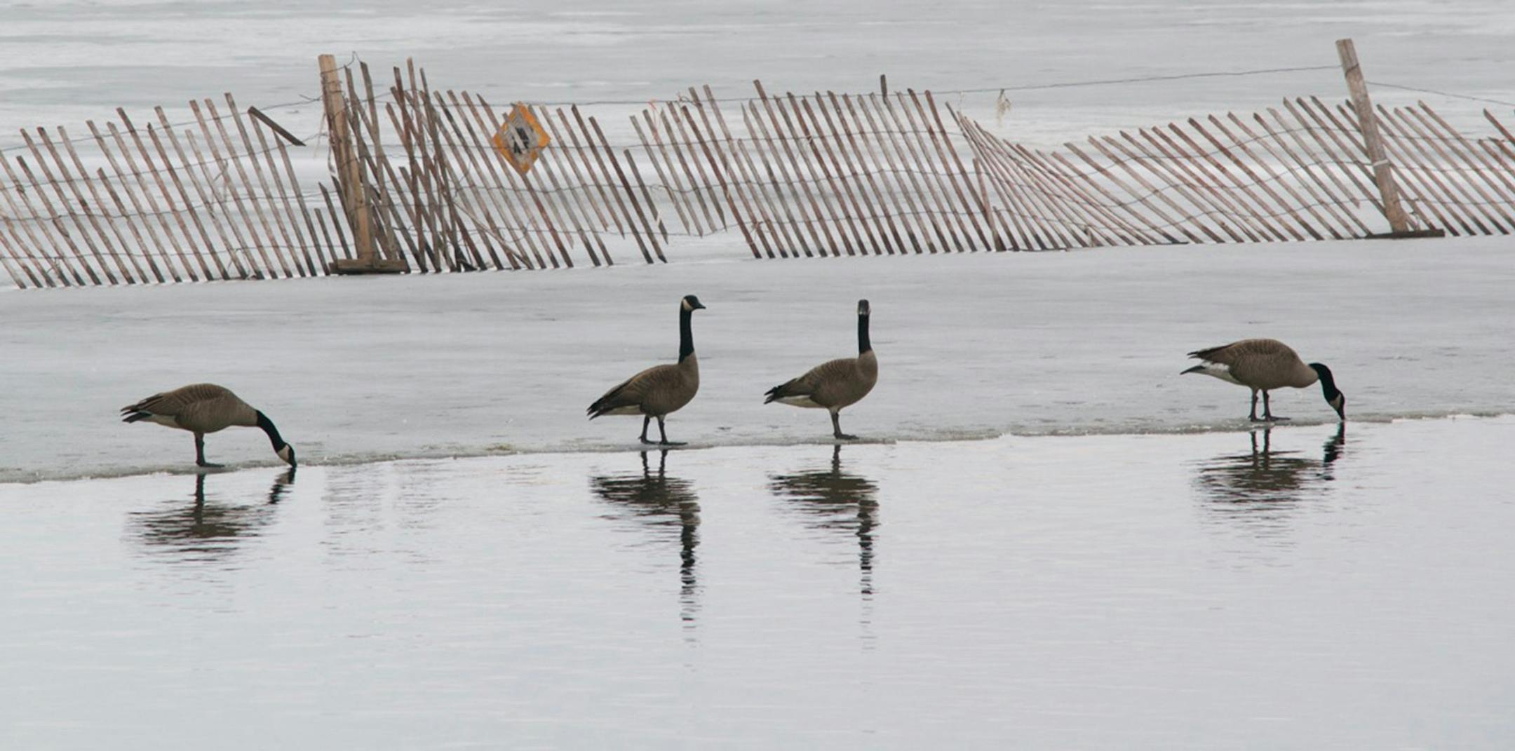 For In Focus feature for Sunday Variety. signs of spring at Lake Minnetonka last week. Photo by Elizabeth Daughton