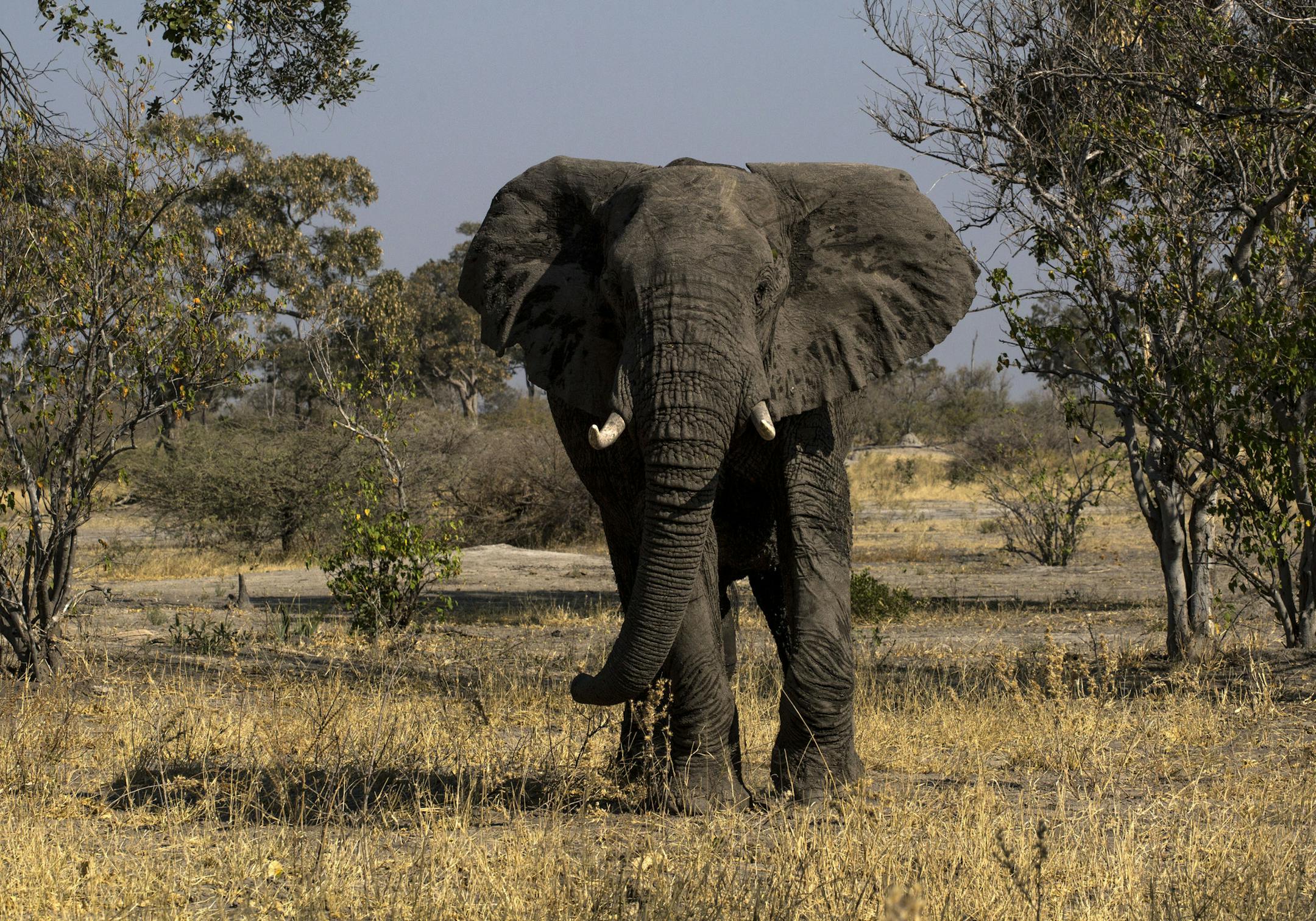 An elephant in the Moremi Game Reserve, part of the Okavango Delta in Botswana, Aug. 20, 2015. Since Botswana banned trophy hunting two years ago, some remote communities have struggled to cope with growing numbers of dangerous wild animals as well as a precipitous drop in income provided by foreign hunters. (Joao Silva/The New York Times)