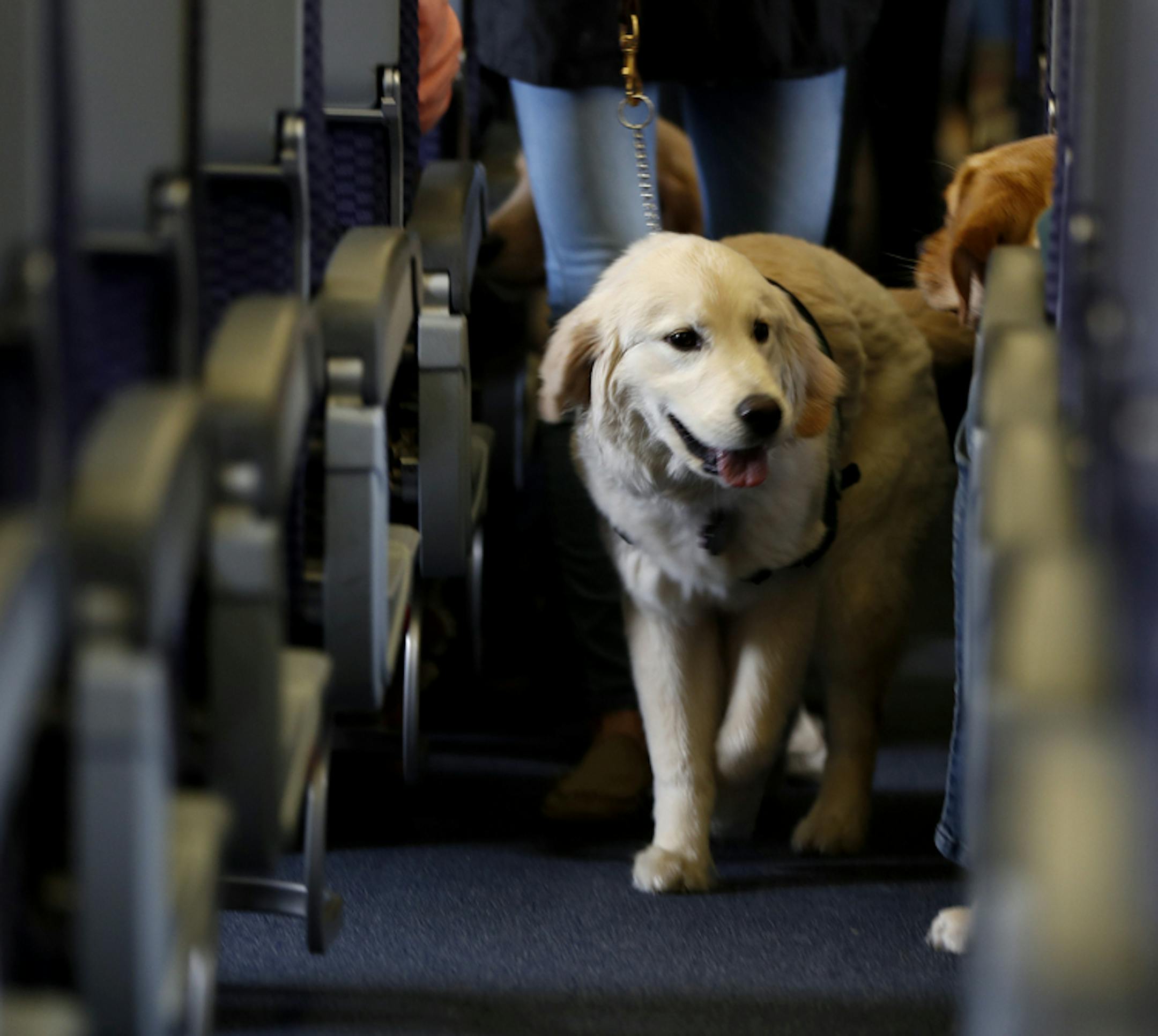 A legitimate service dog boarded a United Airlines plane.