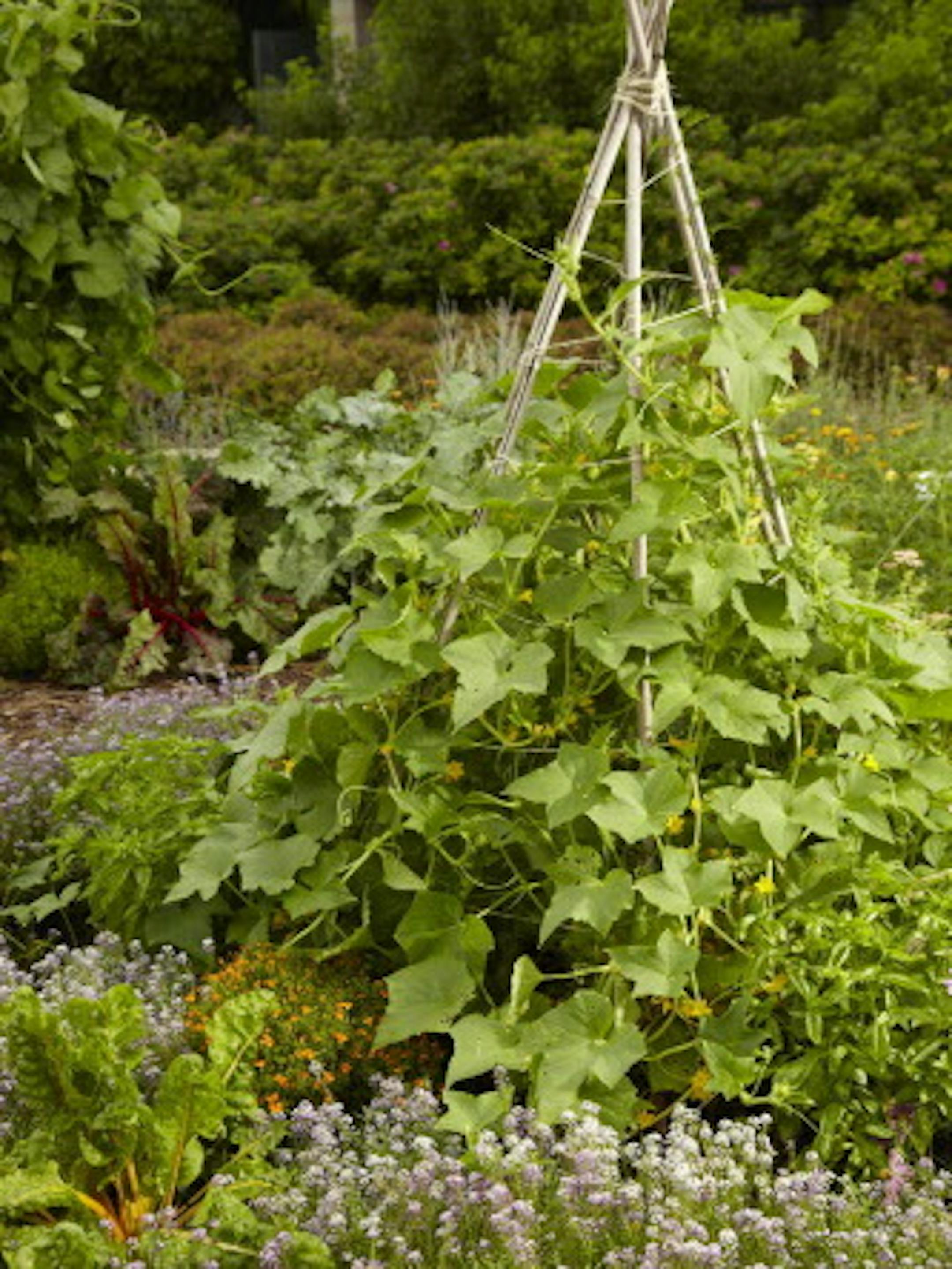 A teepee provides support for cucumbers (from "The Edible Landscape" by Emily Tepe