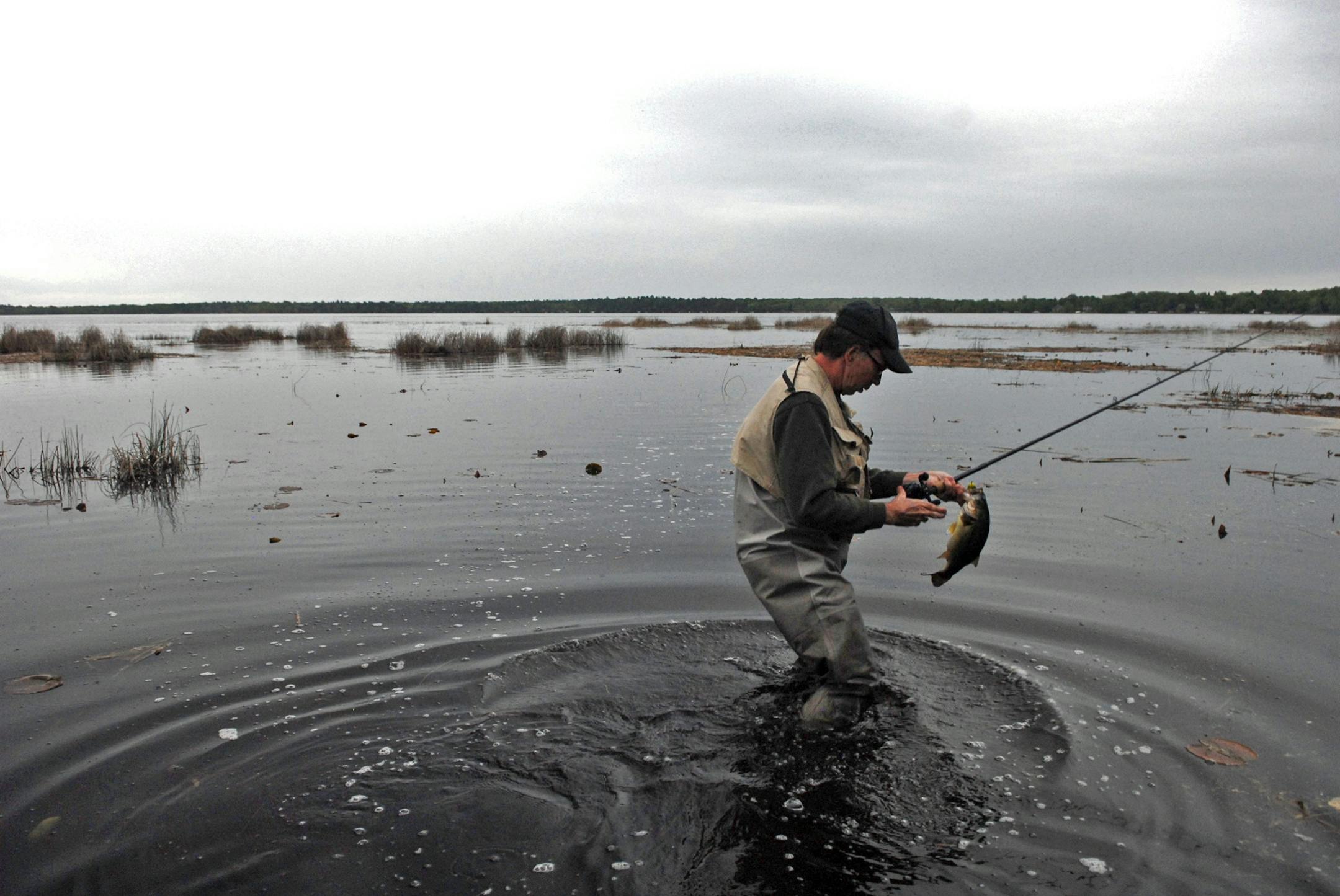 Wildlife photographer and writer Bill Marchel of Brainerd lands a largemouth bass while wade fishing in a lake in north-central Minnesota. Bass in many parts of the state are just moving into the shallows to spawn.