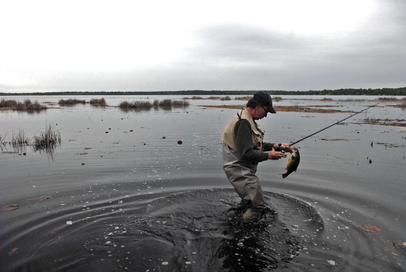 Wildlife photographer and writer Bill Marchel of Brainerd lands a largemouth bass while wade fishing in a lake in north-central Minnesota. Bass in many parts of the state are just moving into the shallows to spawn.