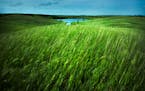 Stand on top of the scenic glacial hills at Glacial Lakes State Park and experience the vast, open prairie which once dominated Minnesota.