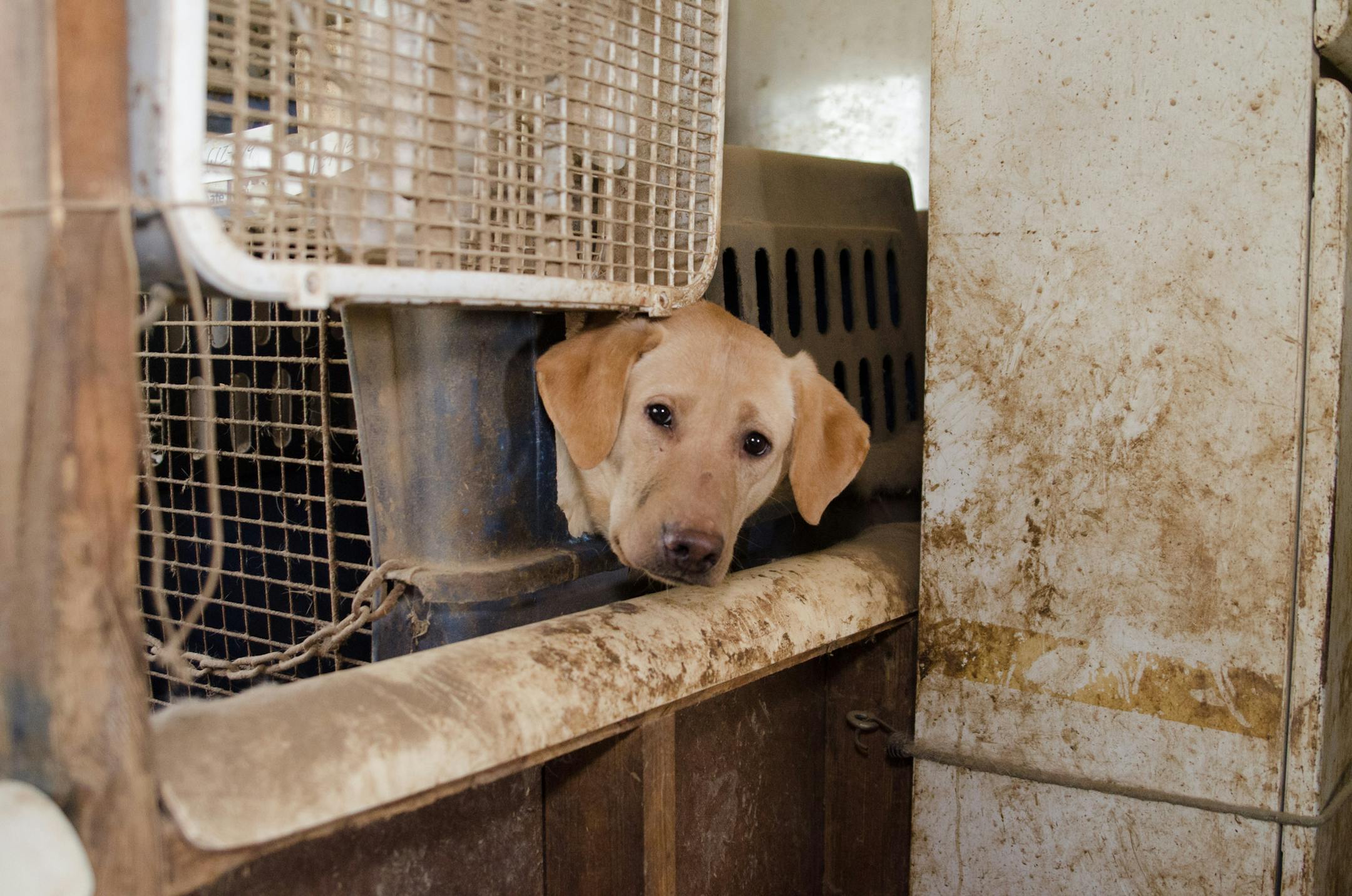 One of the 35 yellow Labradors authorities seized from a Wisconsin breeding facility on April 22, 2016 after it was reported as a puppy mill with substandard conditions.