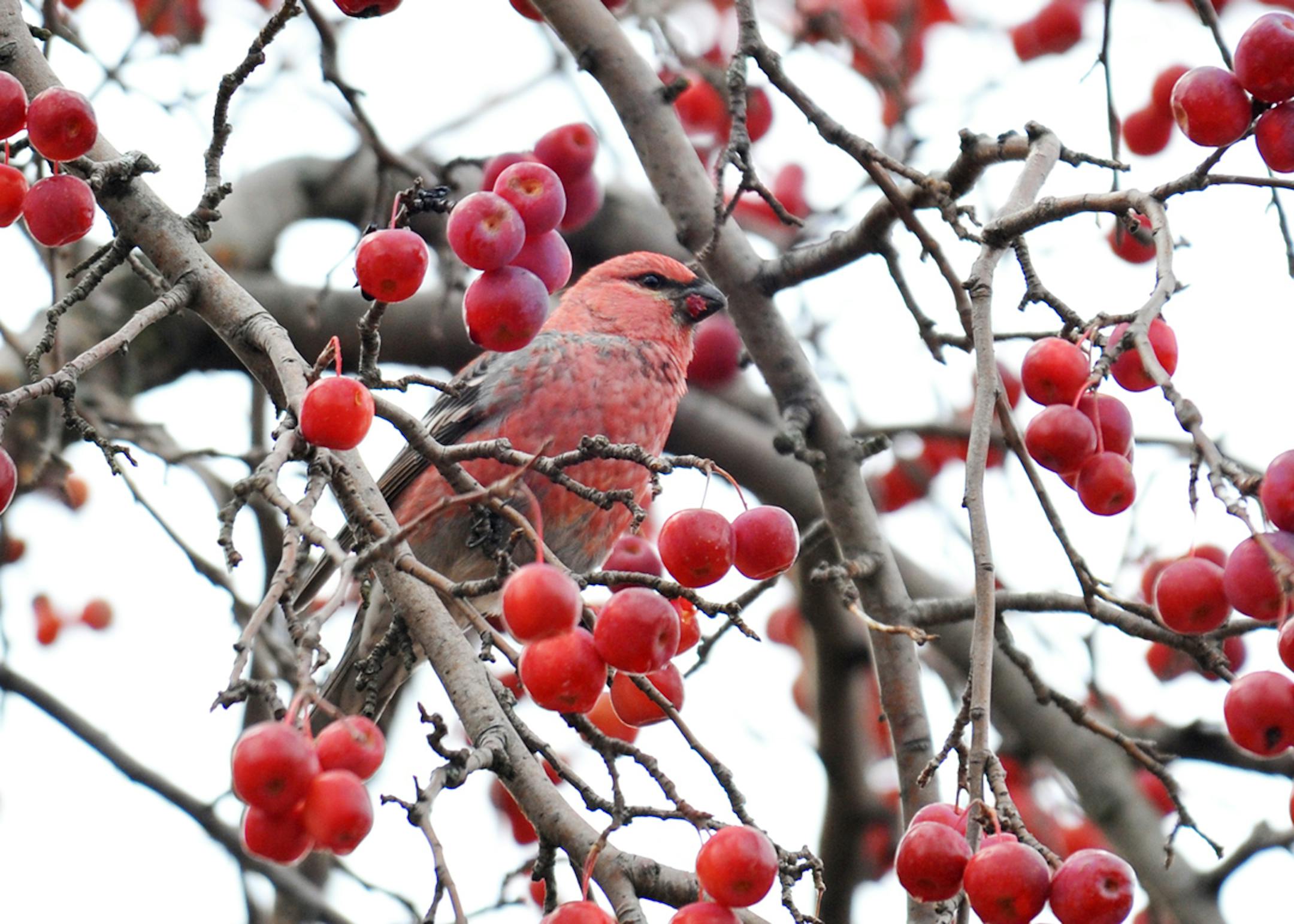 A male pine grosbeak eagerly consumes winterâ€™s crabapple crop.