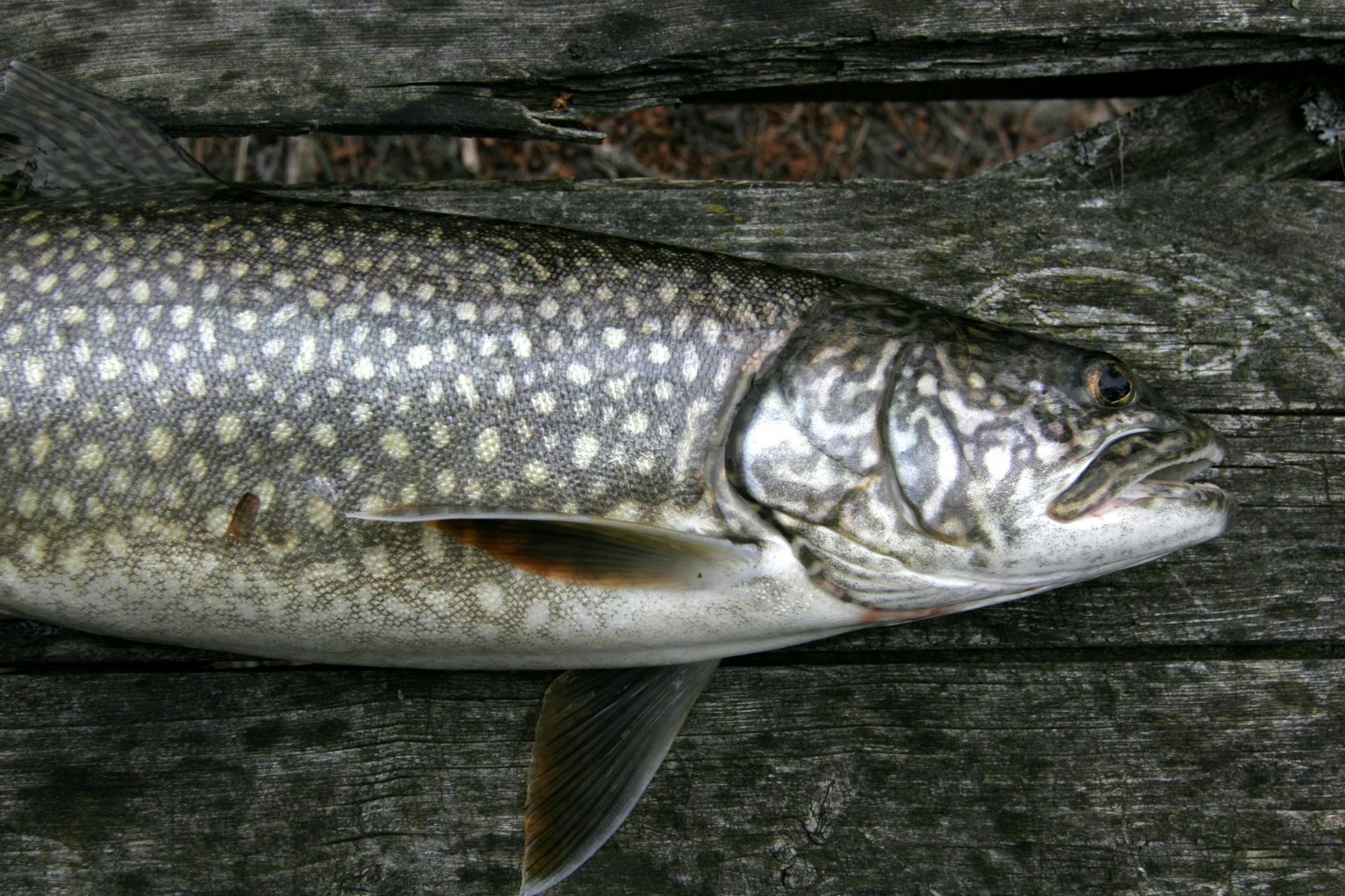 Lake trout was what a group of five Minnesota anglers sought in the Ontario wilderness last week, and lake trout is what they found.