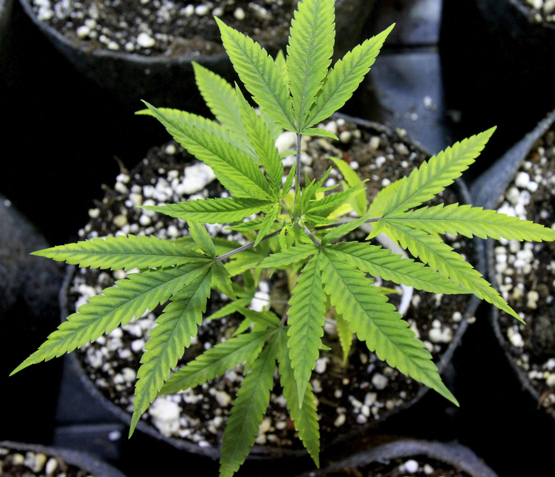 This plant was seeded without soil, in pulverized rock, to spur faster growth. Colorado's medical-marijuana industry is increasingly sophisticated at producing high-quality crops indoors.