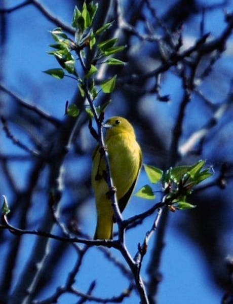 A yellow warbler. Now is the time to order trees and shrubs for your landscape or wildlife habitat project.