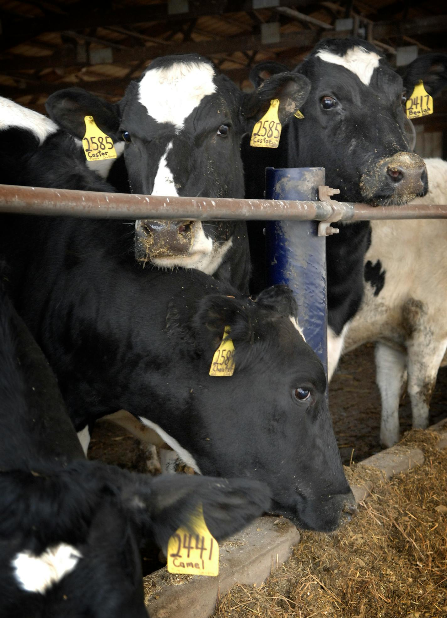 Holstein cows on Greg Siewert's dairy farm near Zumbro Falls, Minn. Dozens of cows in the herd have died, and Siewert blames stray voltage from nearby power lines.