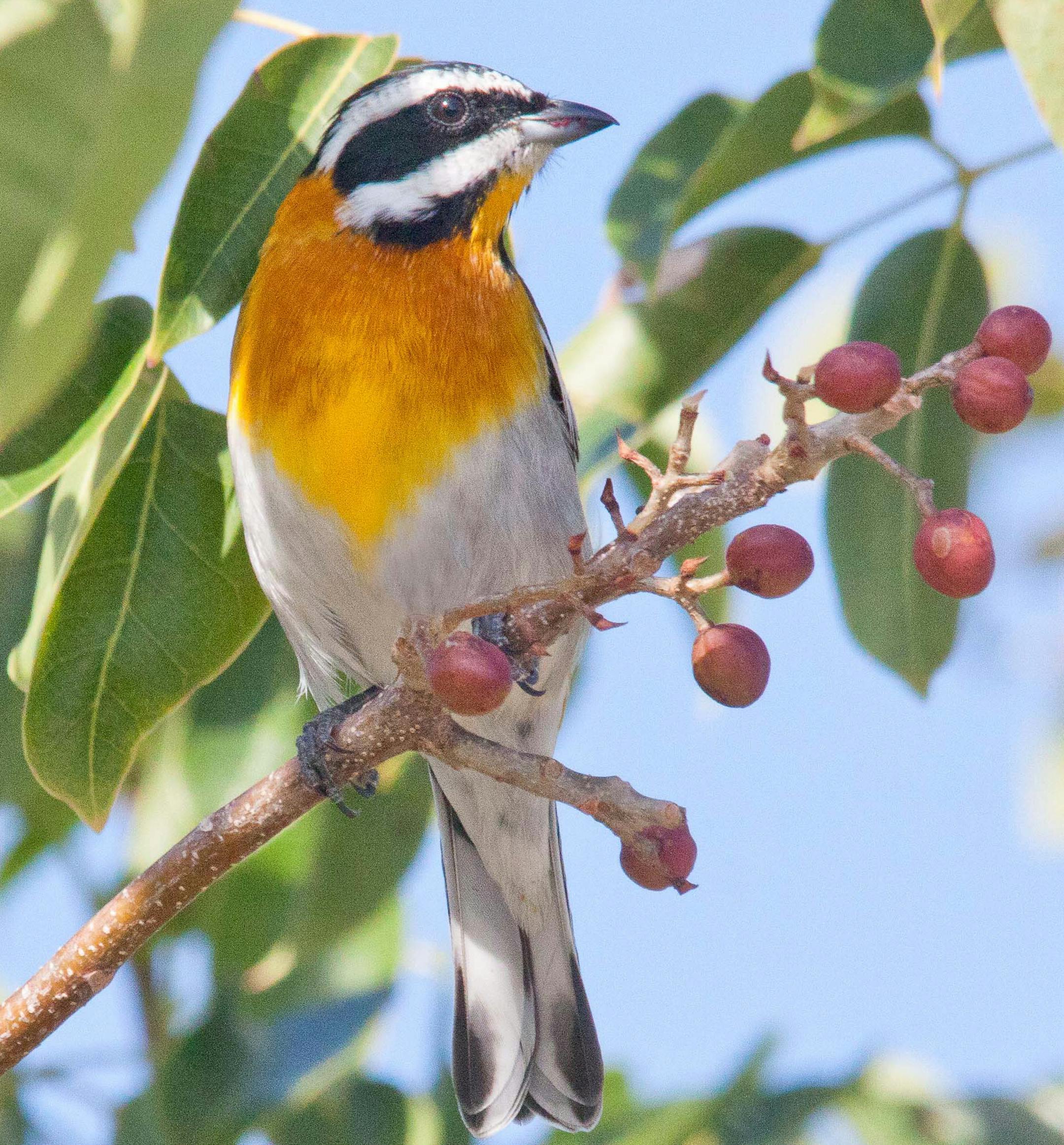 2. Berries are a favorite food for Cuba‚Äôs tanager, the Western spindalis. photo by Carrol Henderson