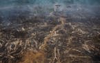 An area of the Amazon rainforest inside the Jamanxin National Forest, burned to clear land for cattle pasture, near Novo Progresso, Brazil, Sept. 25, 
