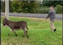 A Wyoming city employee rounded up a stray donkey on Monday, Sept. 9, from a hobby farm across the road from the police department.
