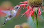 This hummingbird doesn&#xed;t want to miss a drop of sweet stuff.
credit: Beth Siverhus