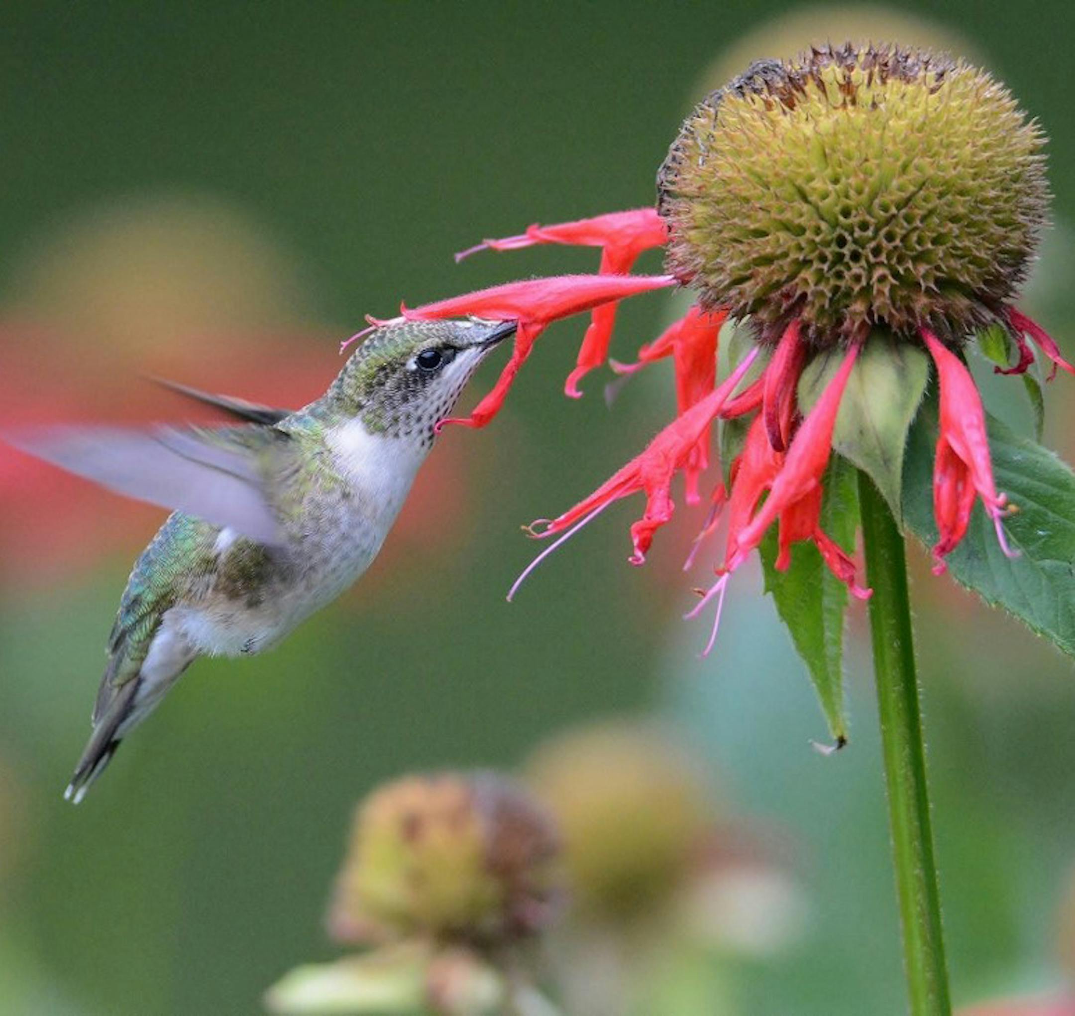 This hummingbird doesnít want to miss a drop of sweet stuff.
credit: Beth Siverhus